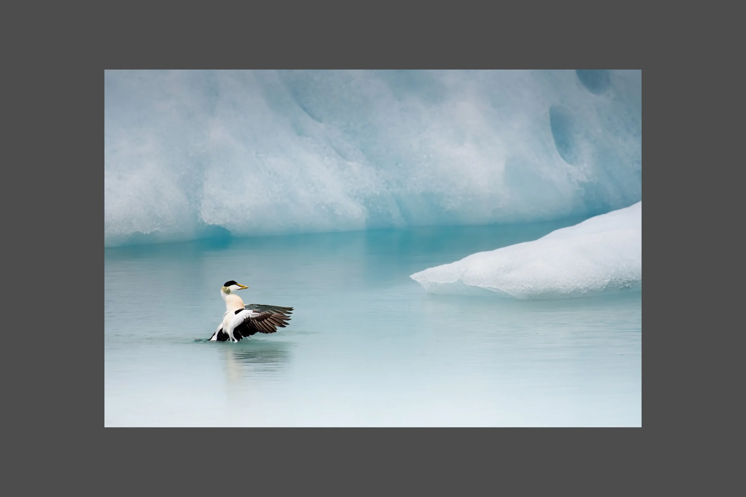 Eider in Ice
