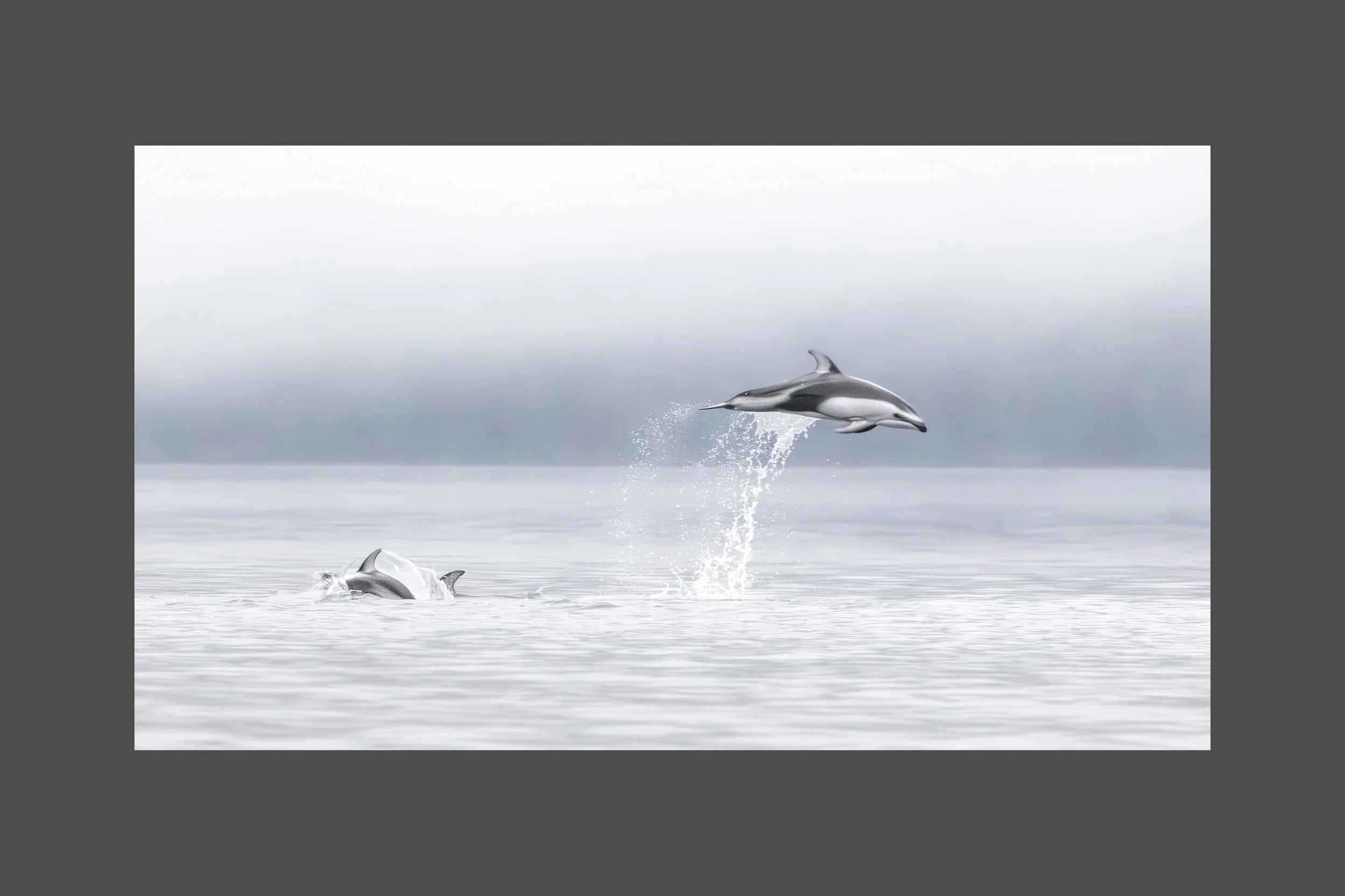 Flight of the Dolphin