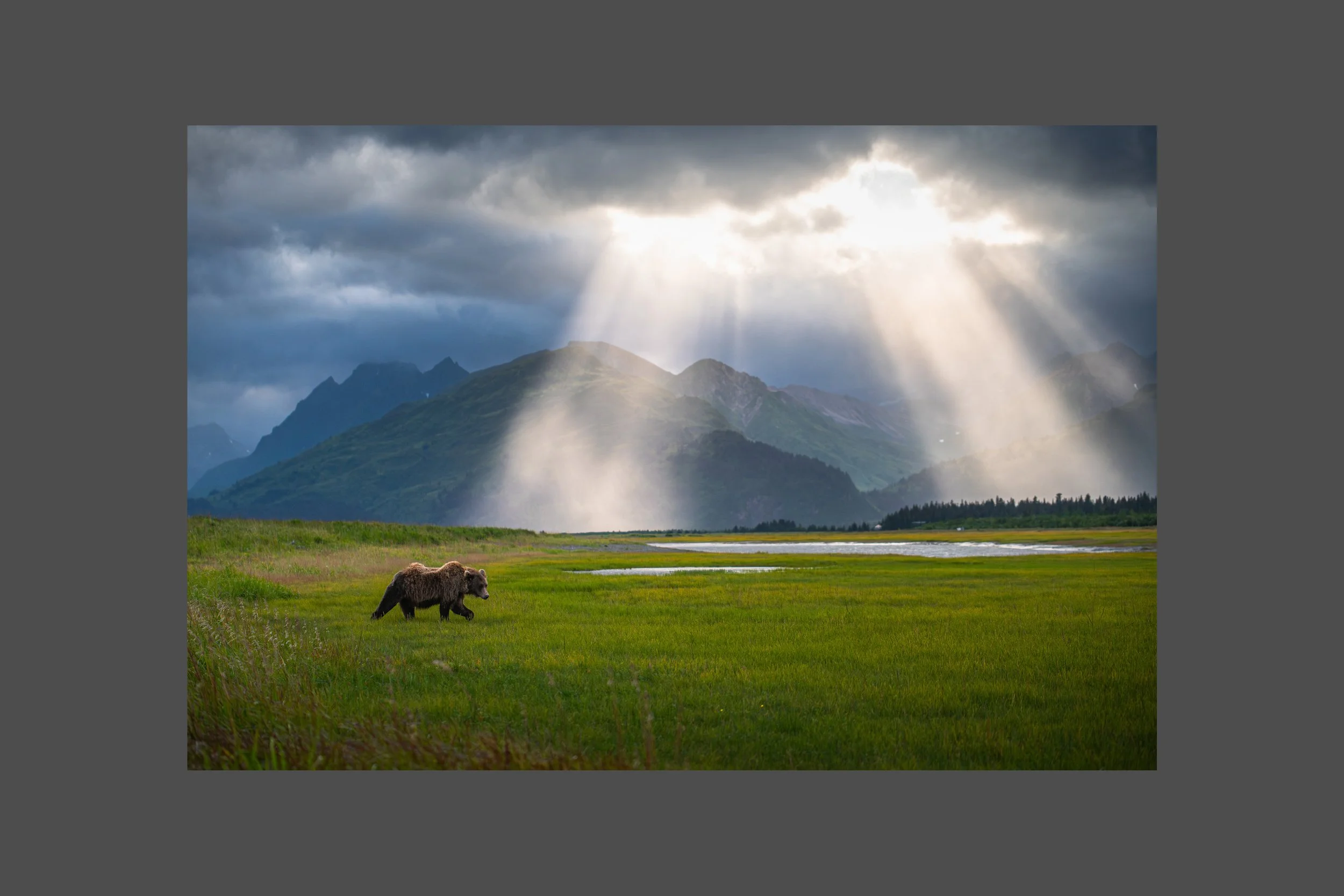 Everything the Light Touches