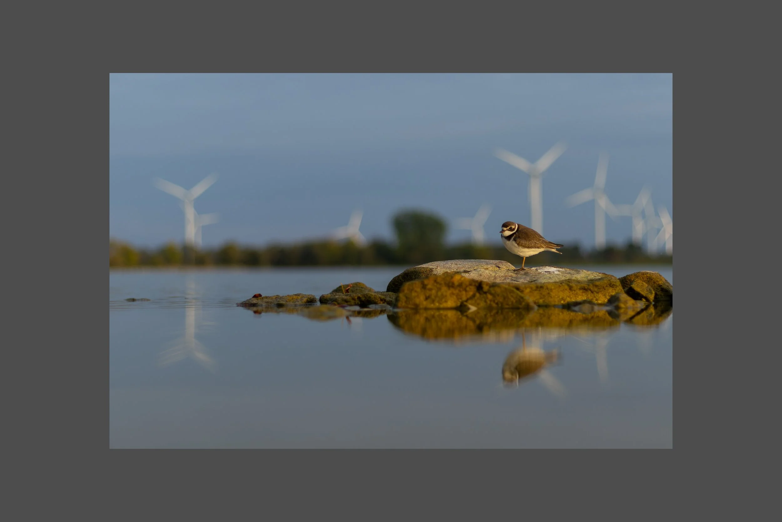 Semipalmated Plover on Turbine Island