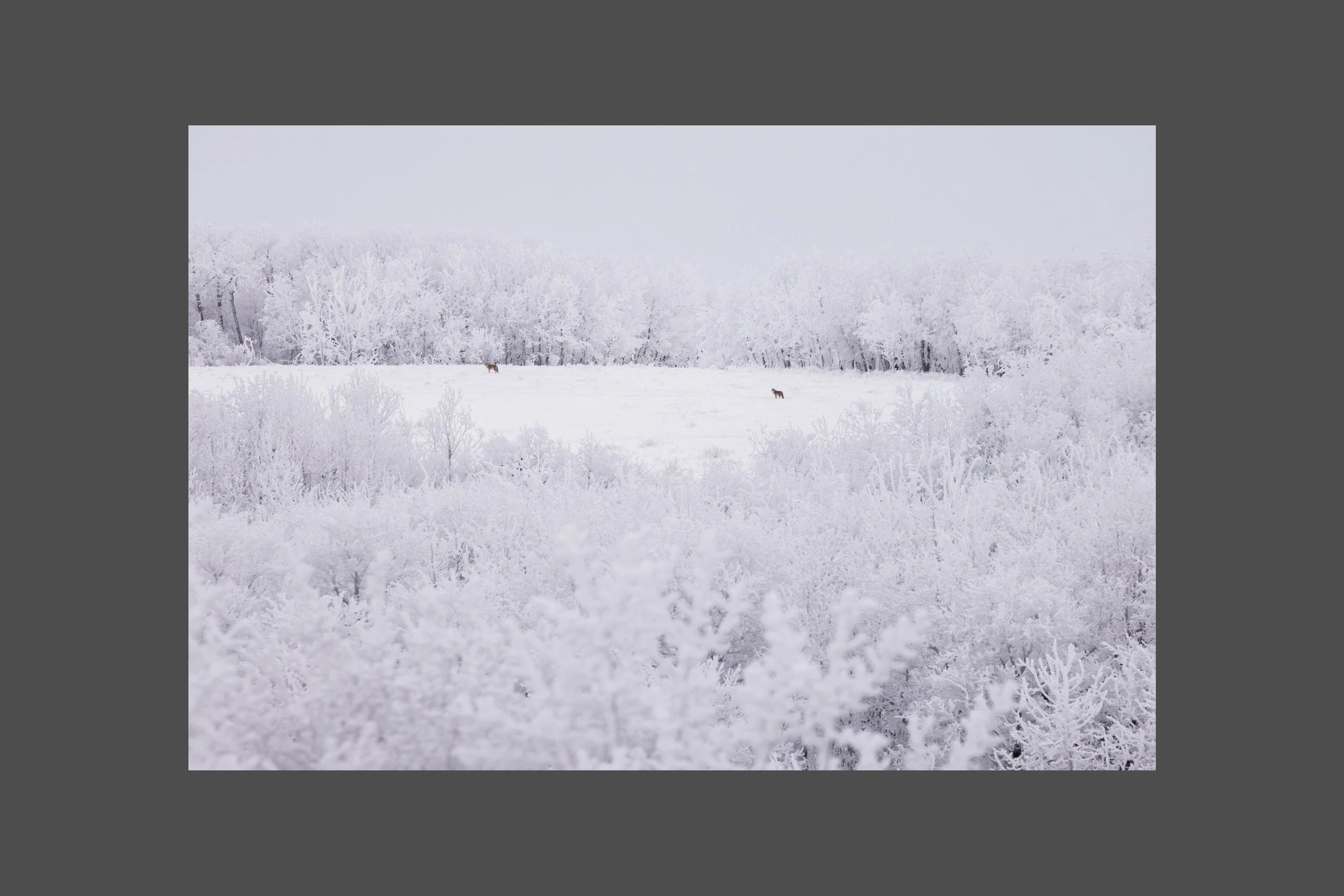Coyotes in a Frost Wonderland