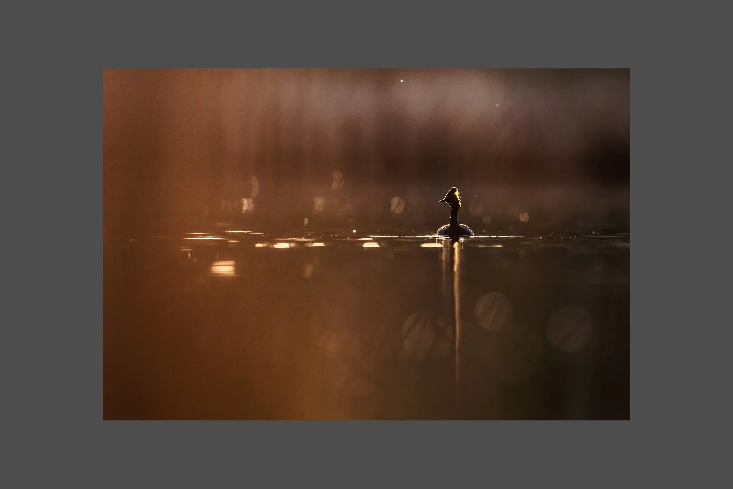 Back-lit Grebe