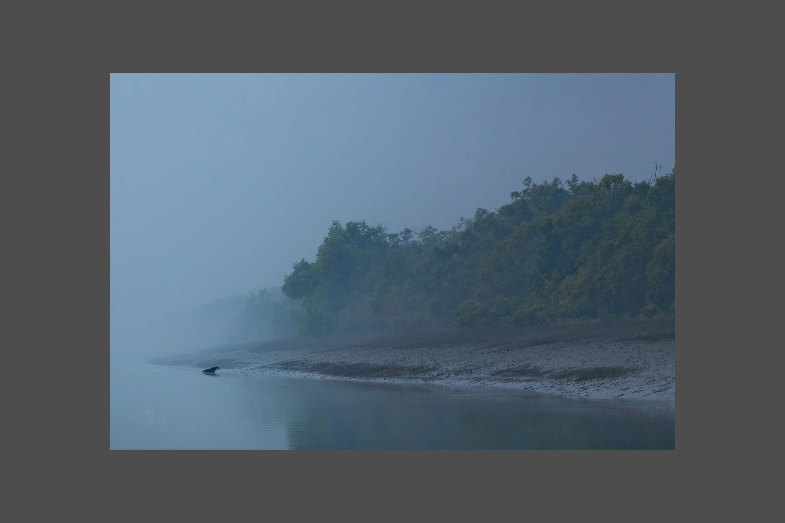 A Shadow in the Mist