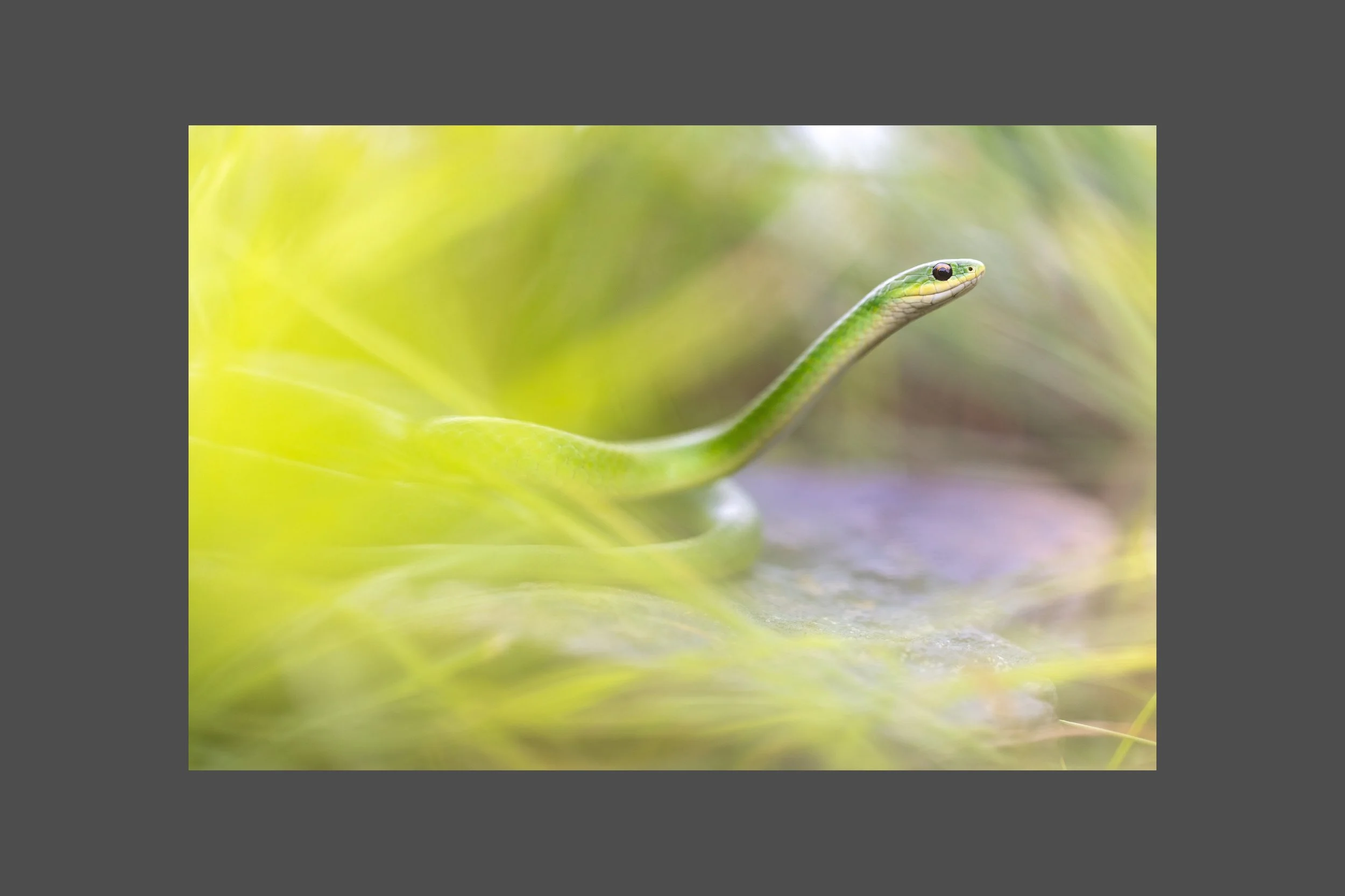 Smooth Greensnake