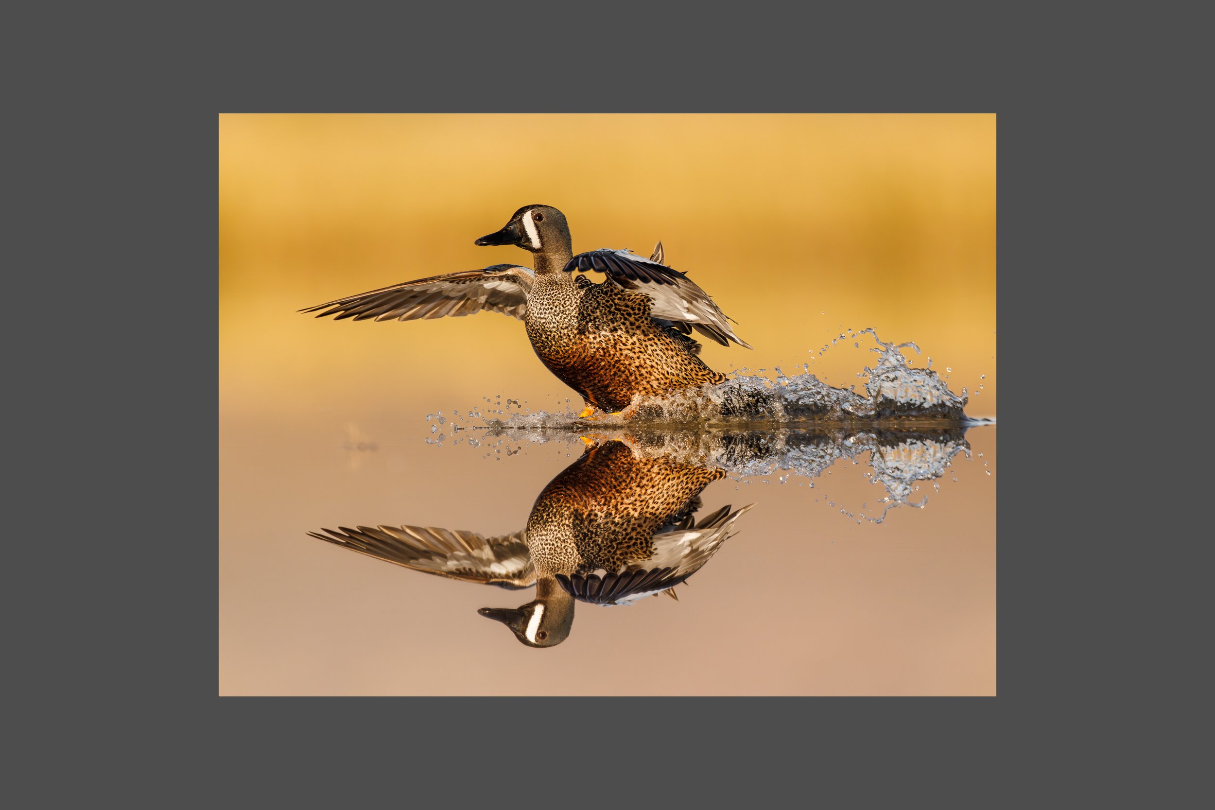 Splashdown