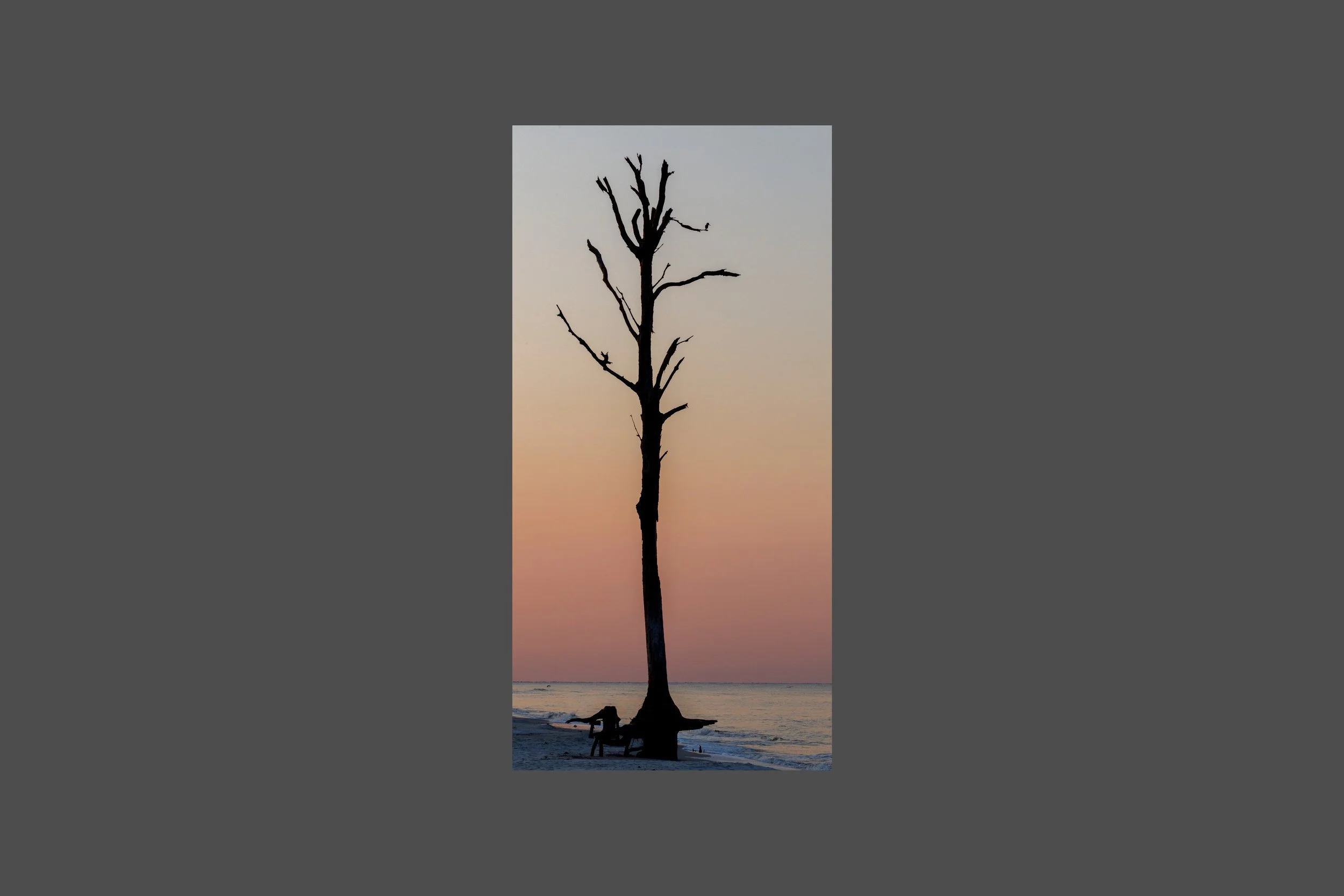 A Lone Kingfisher at Sunrise