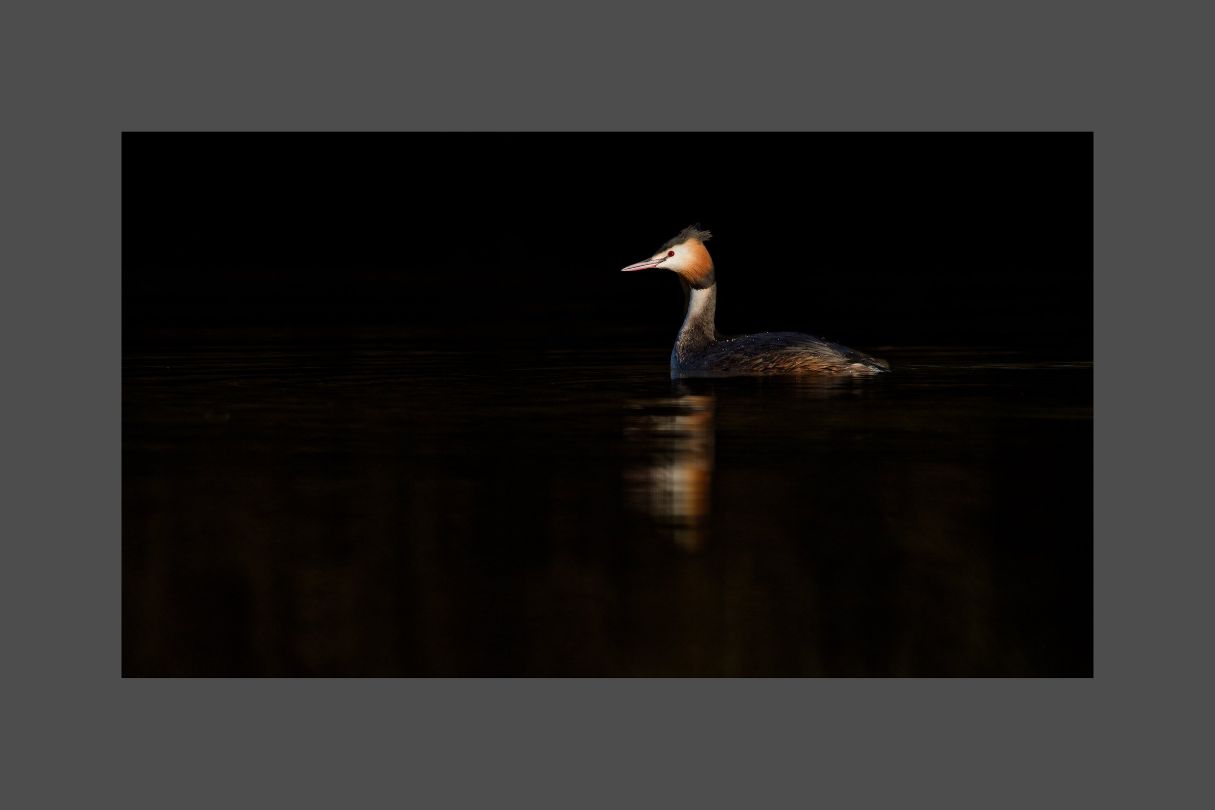 Grebe in the Spotlight