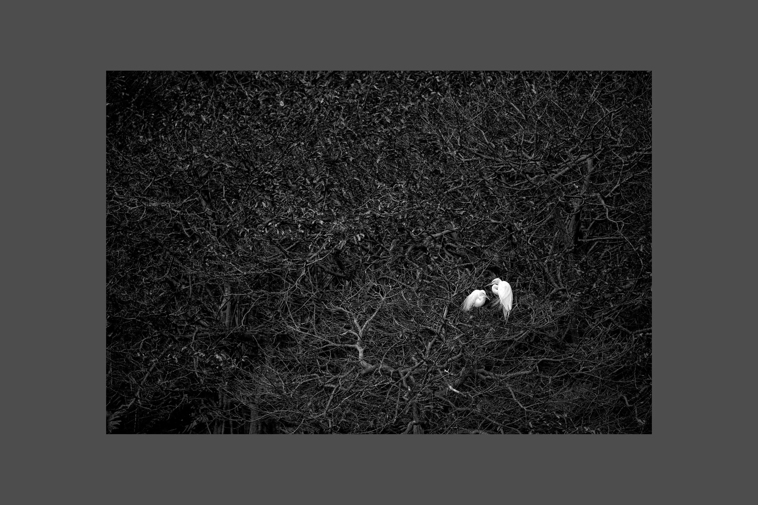 Nesting Great Egrets
