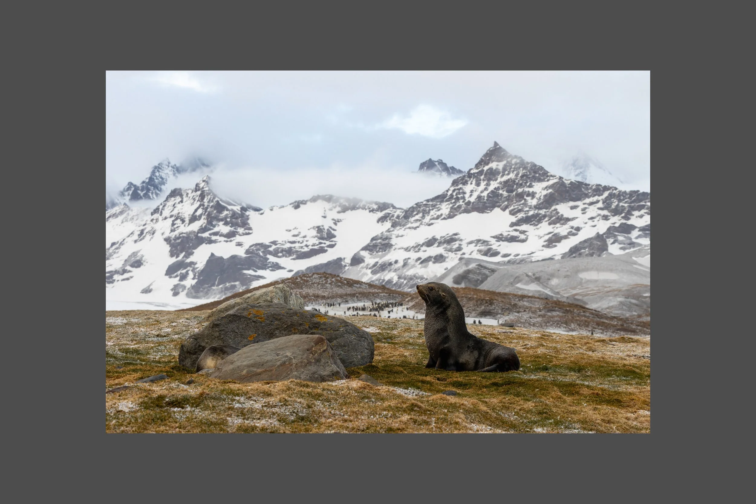 Fur Seal in the Wilderness