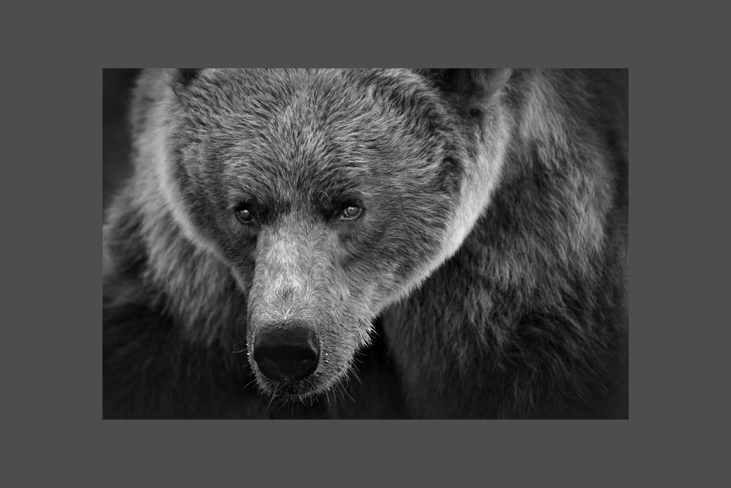 Mama bear