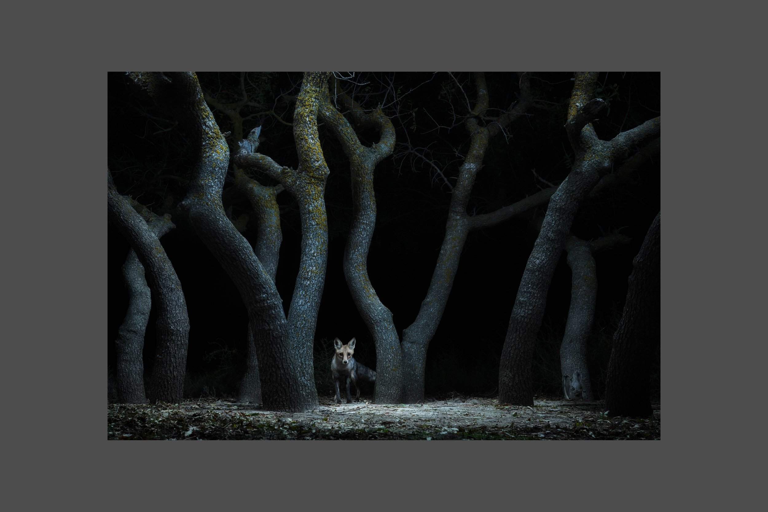 Out of the Shadow