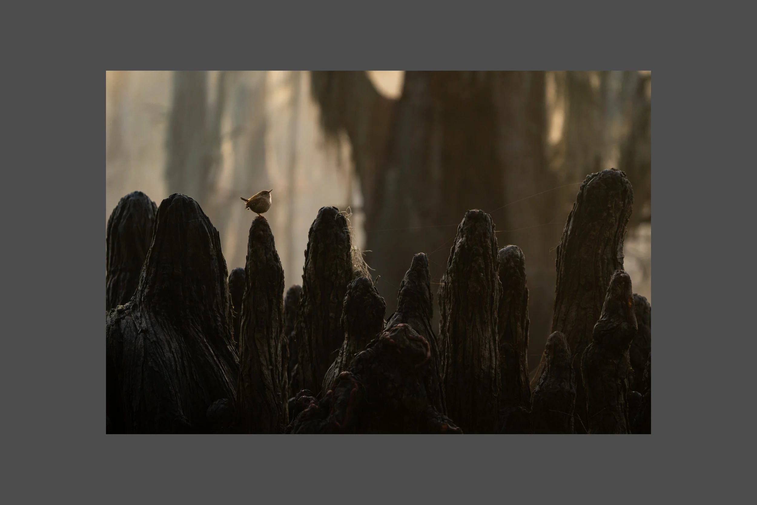 A Cypress Sentry