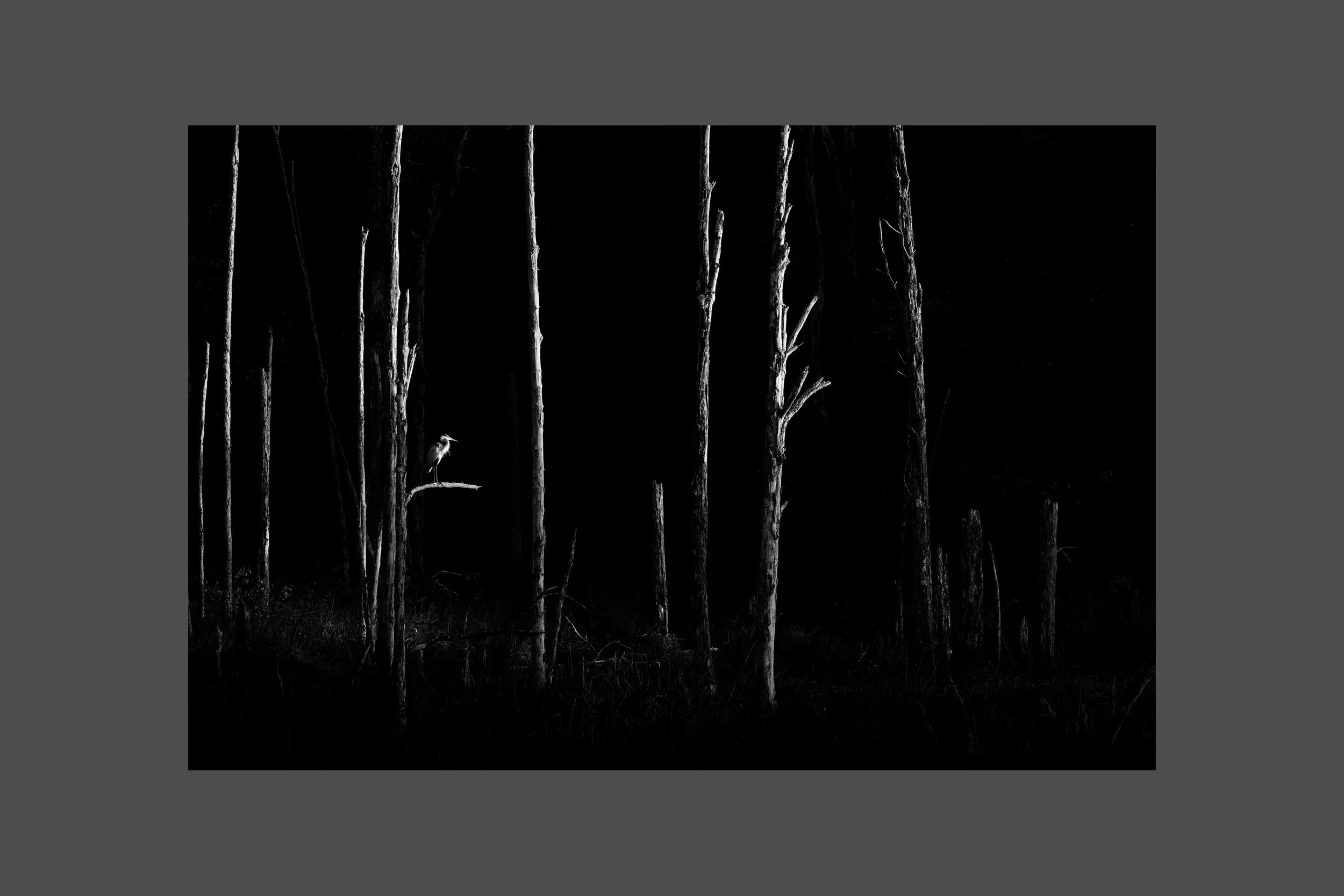 Black and White Heron