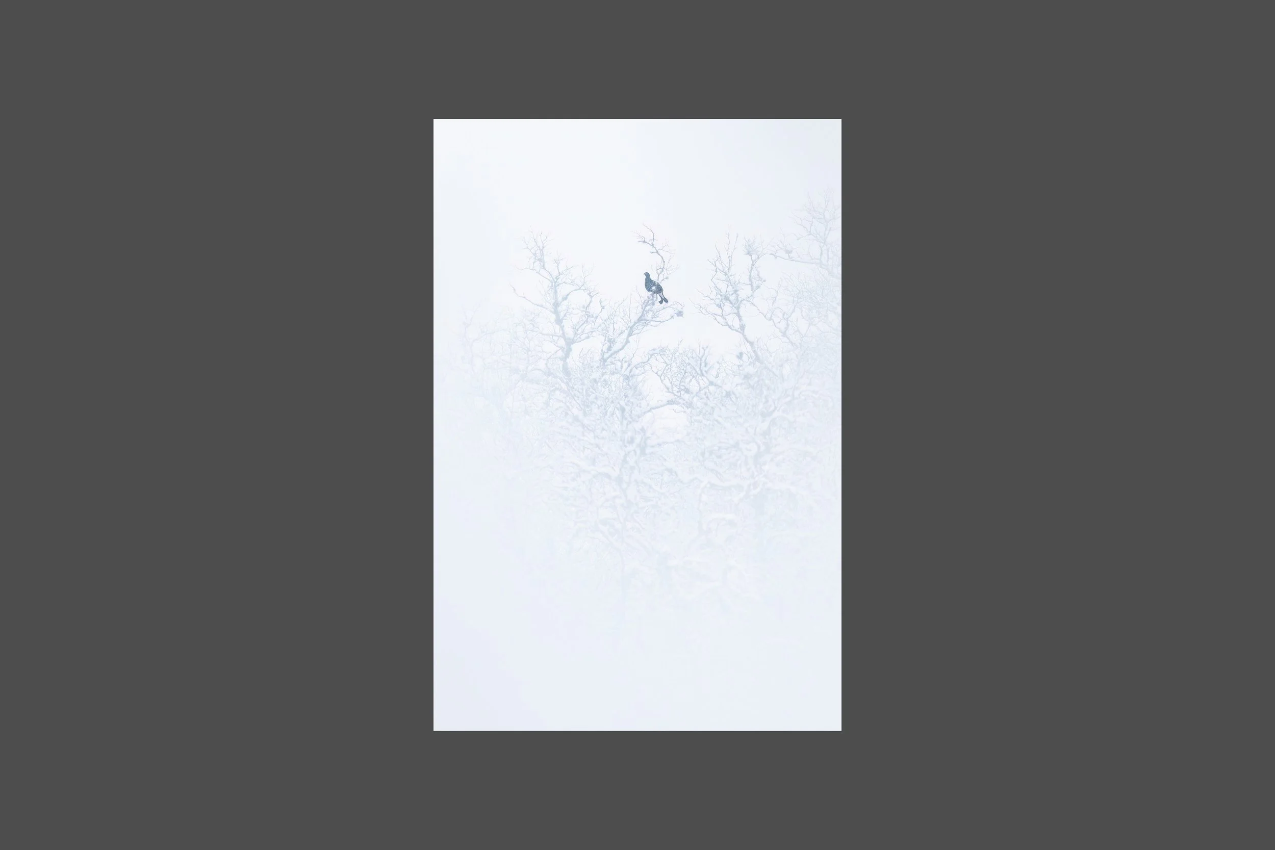 Black grouse in Winter Morning