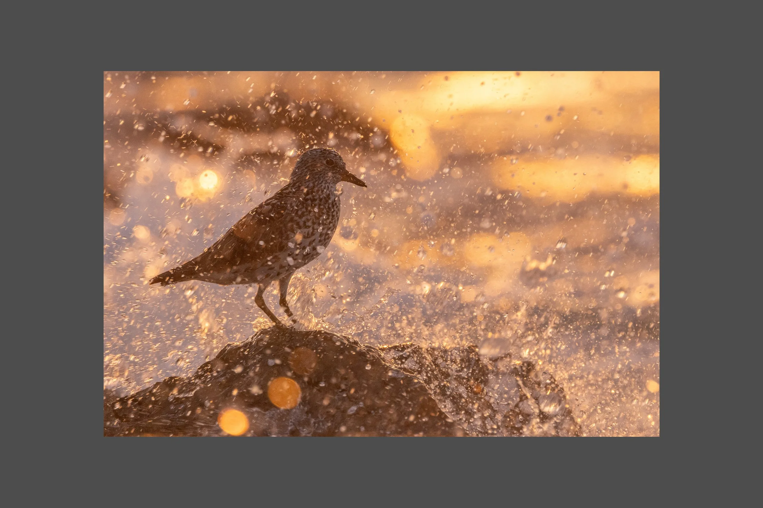 Surfbird in the Surf