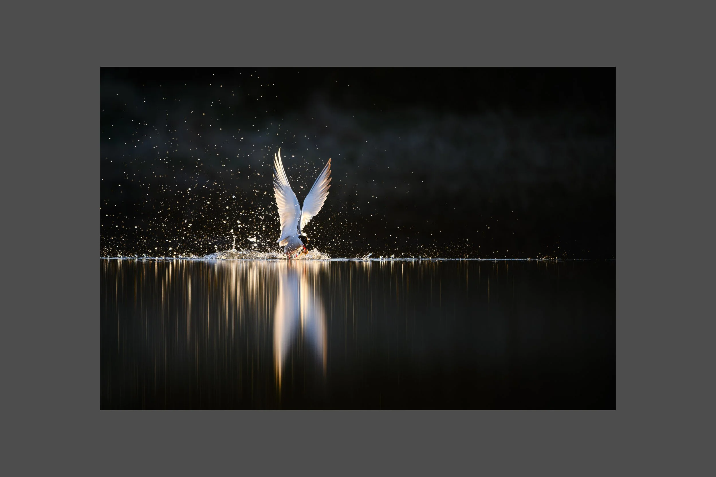 Like a Phoenix