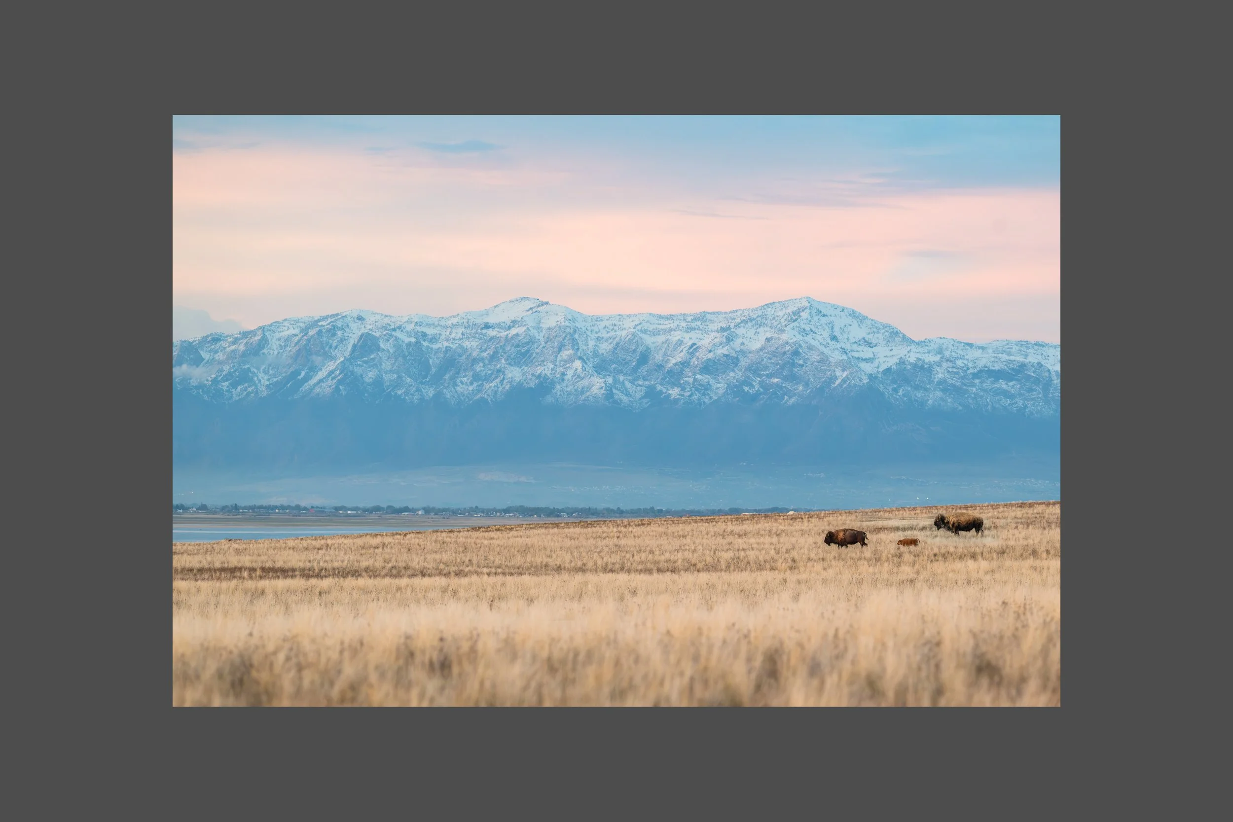 Wild Beneath the Wasatch