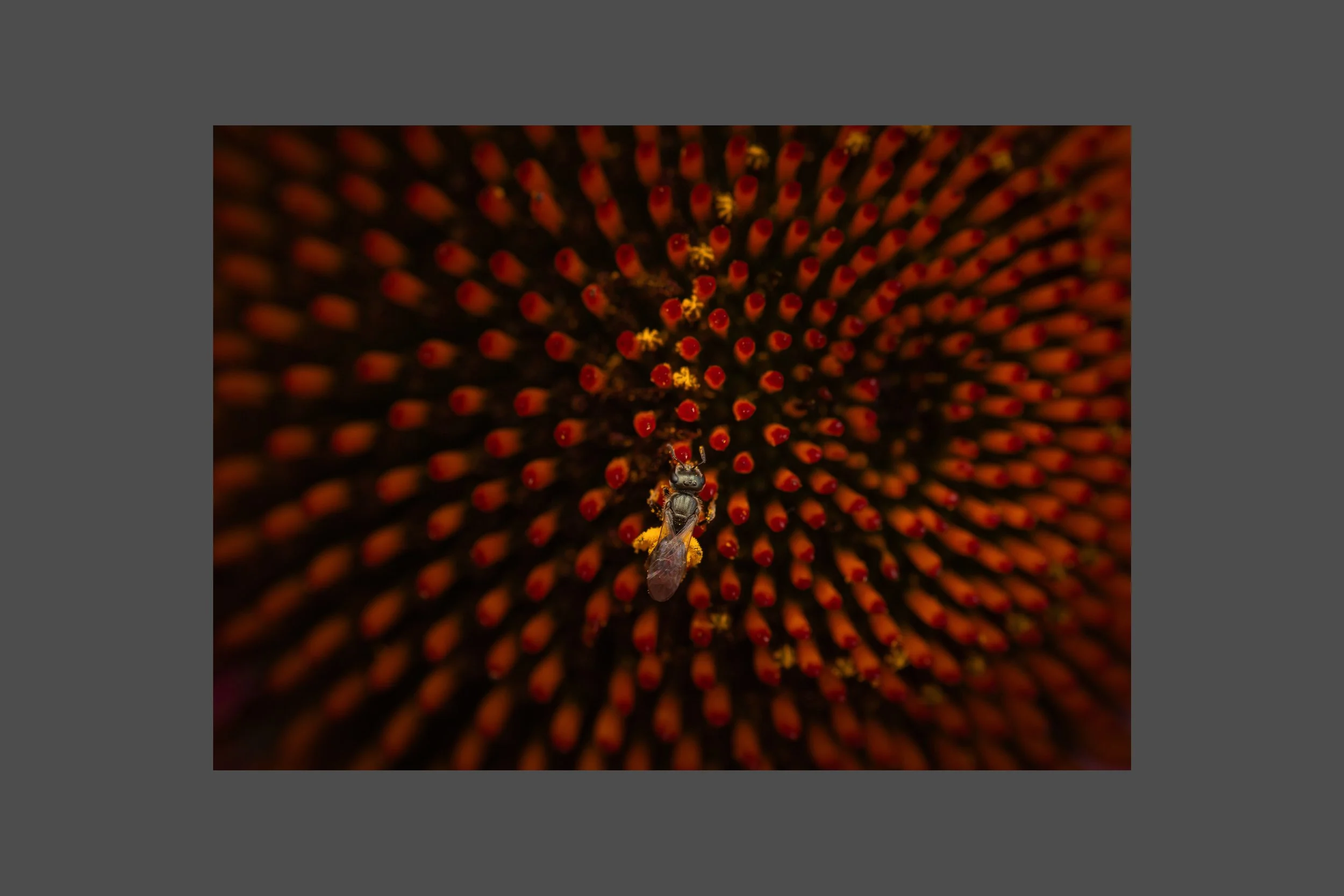 The Pollinator's Vortex