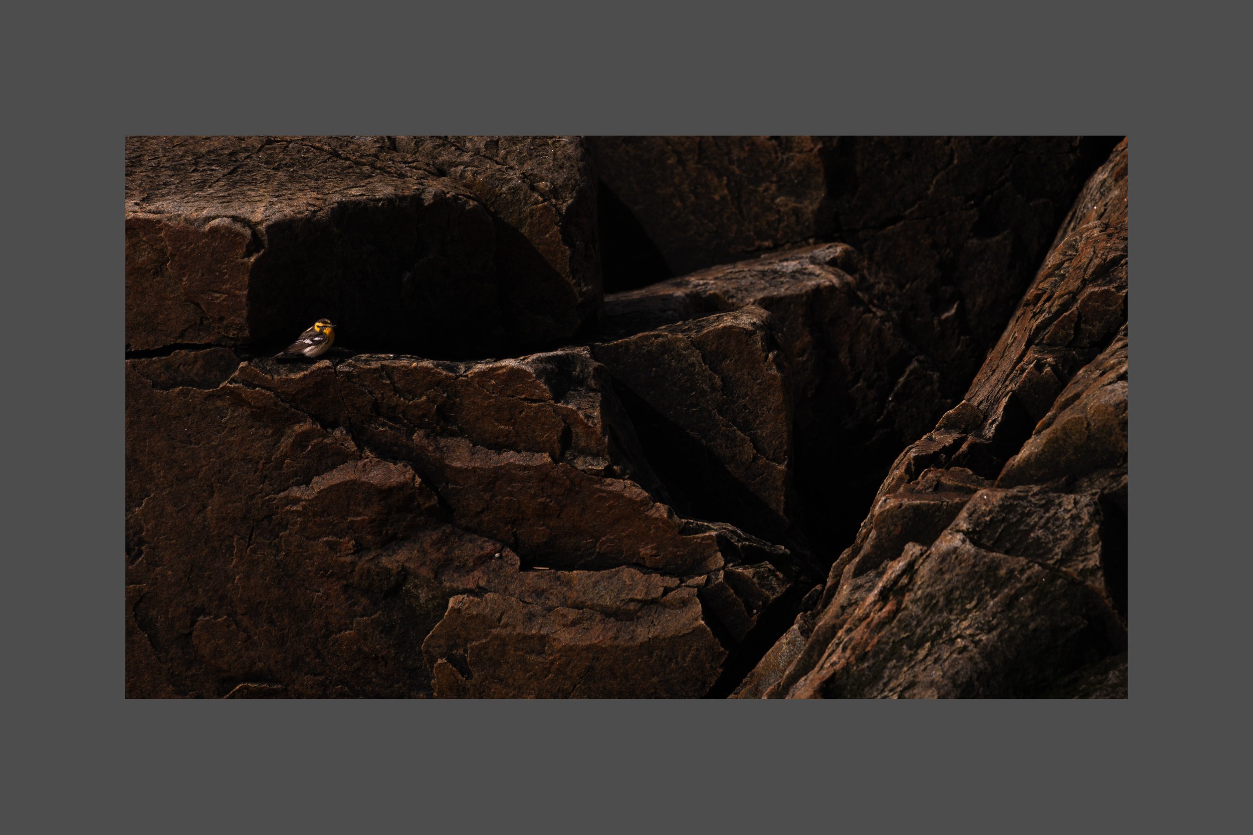 Blackburnian on the Rocks, Please