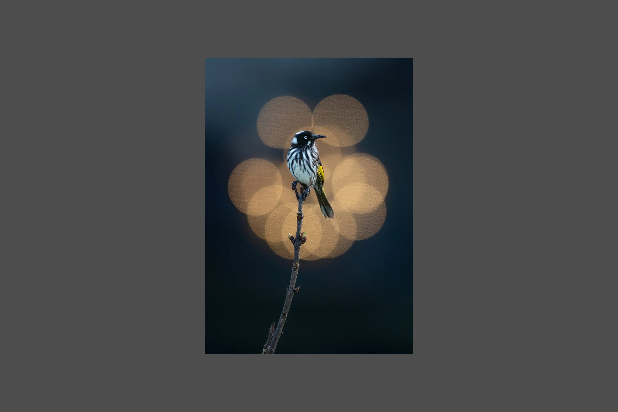 Petals of Light