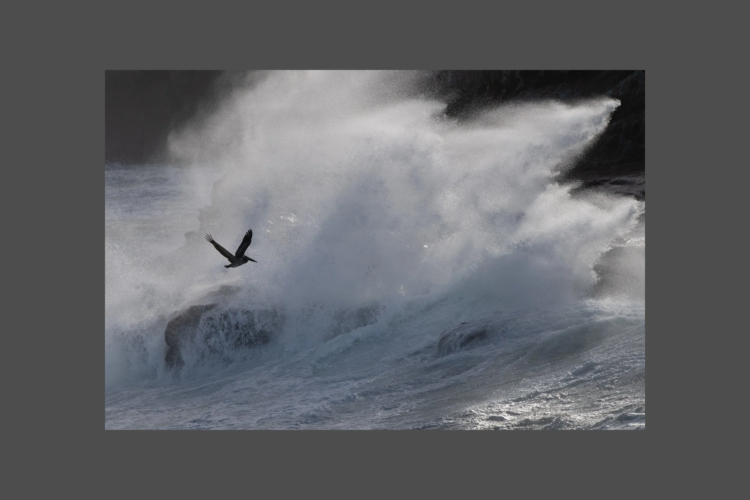 Brown Pelican and Wave