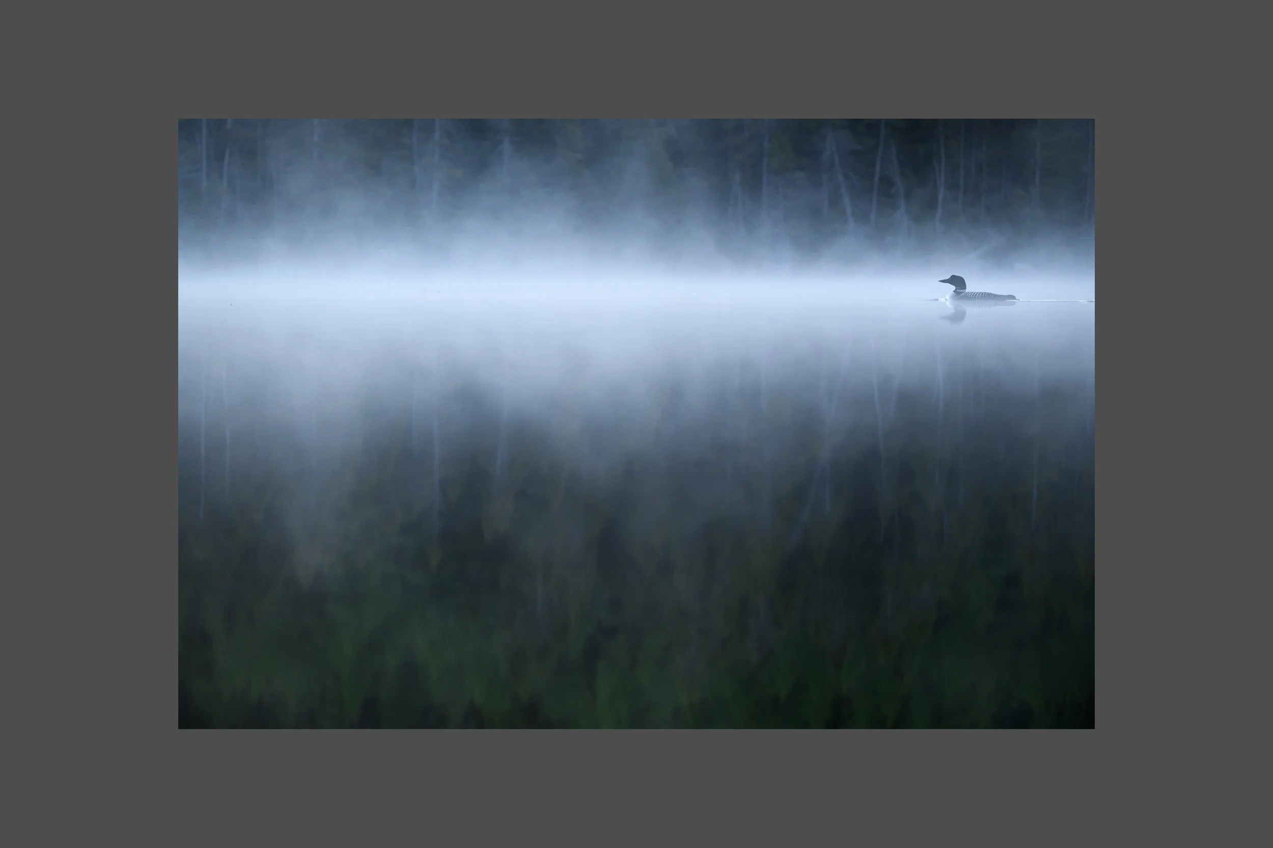 Common Loon