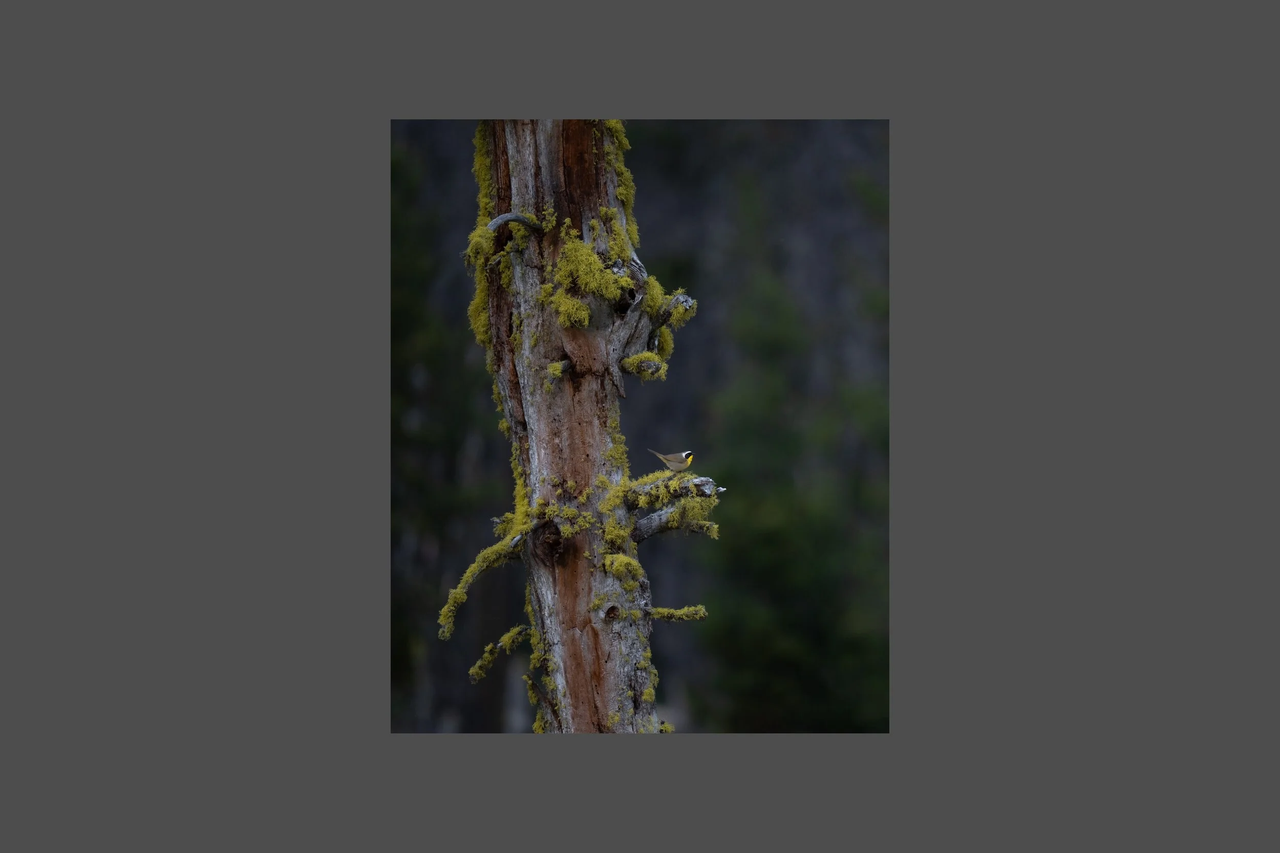 Common Yellowthroat on a Mossy Snag