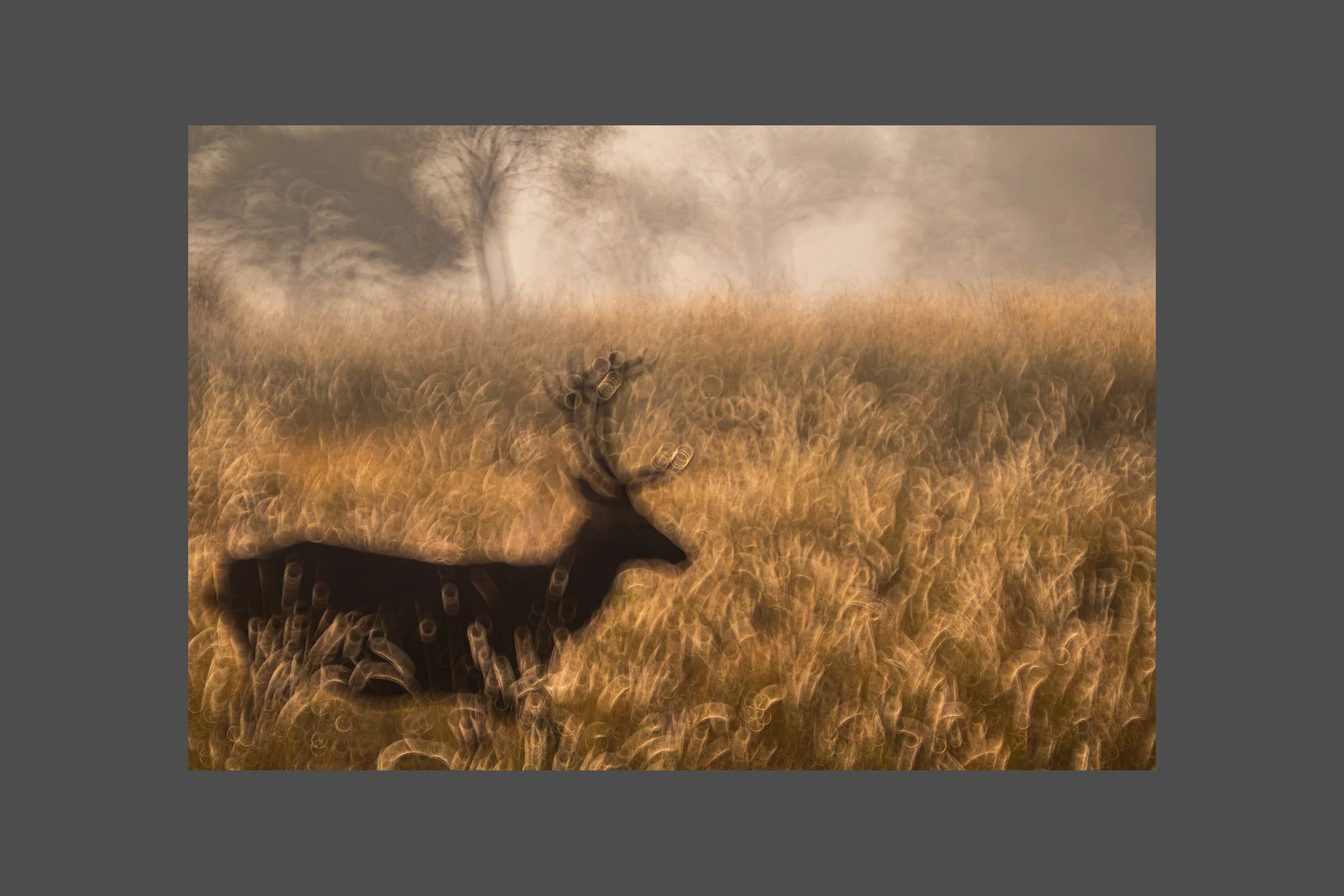 Golden Reverie