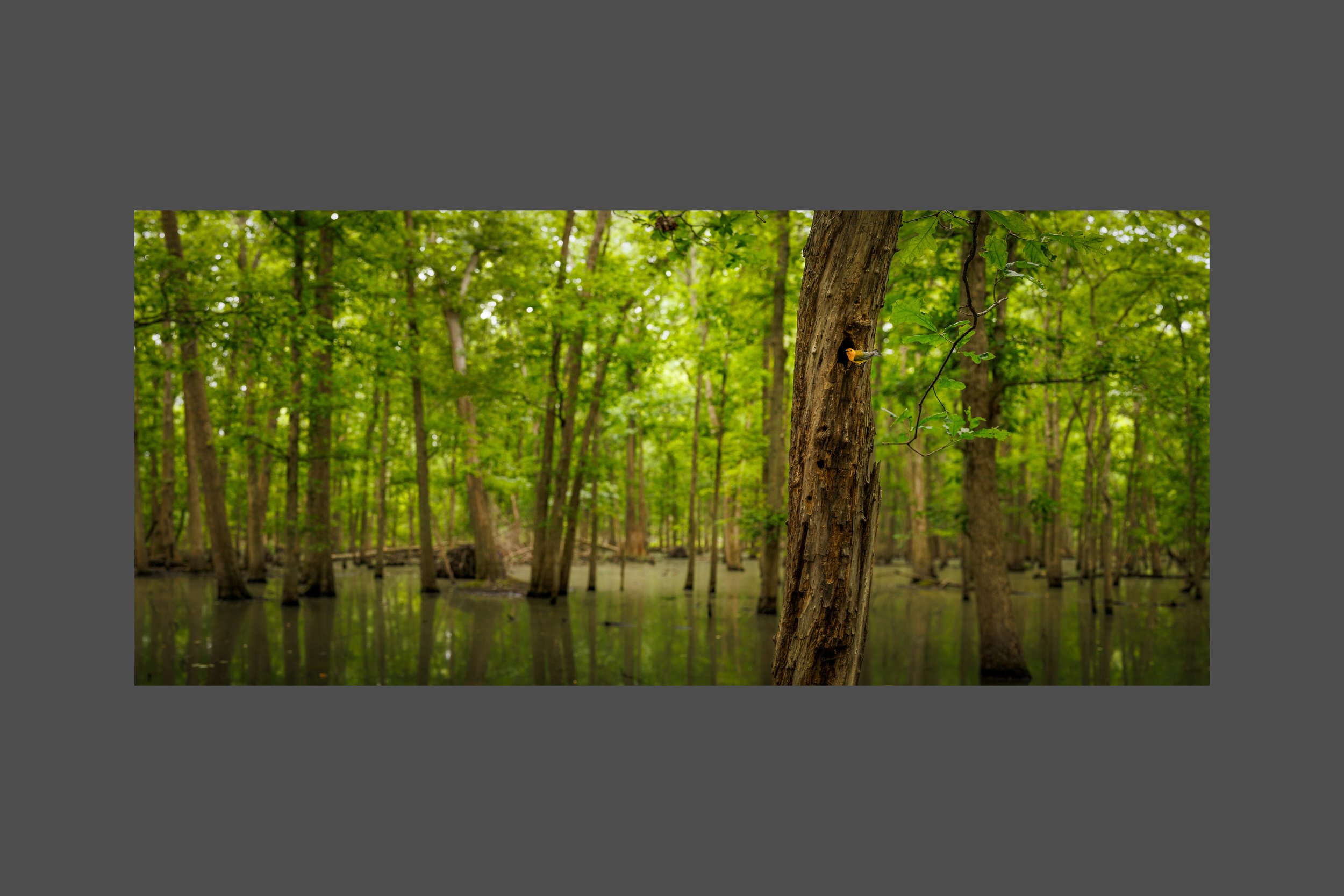 Prothonotary Swamp