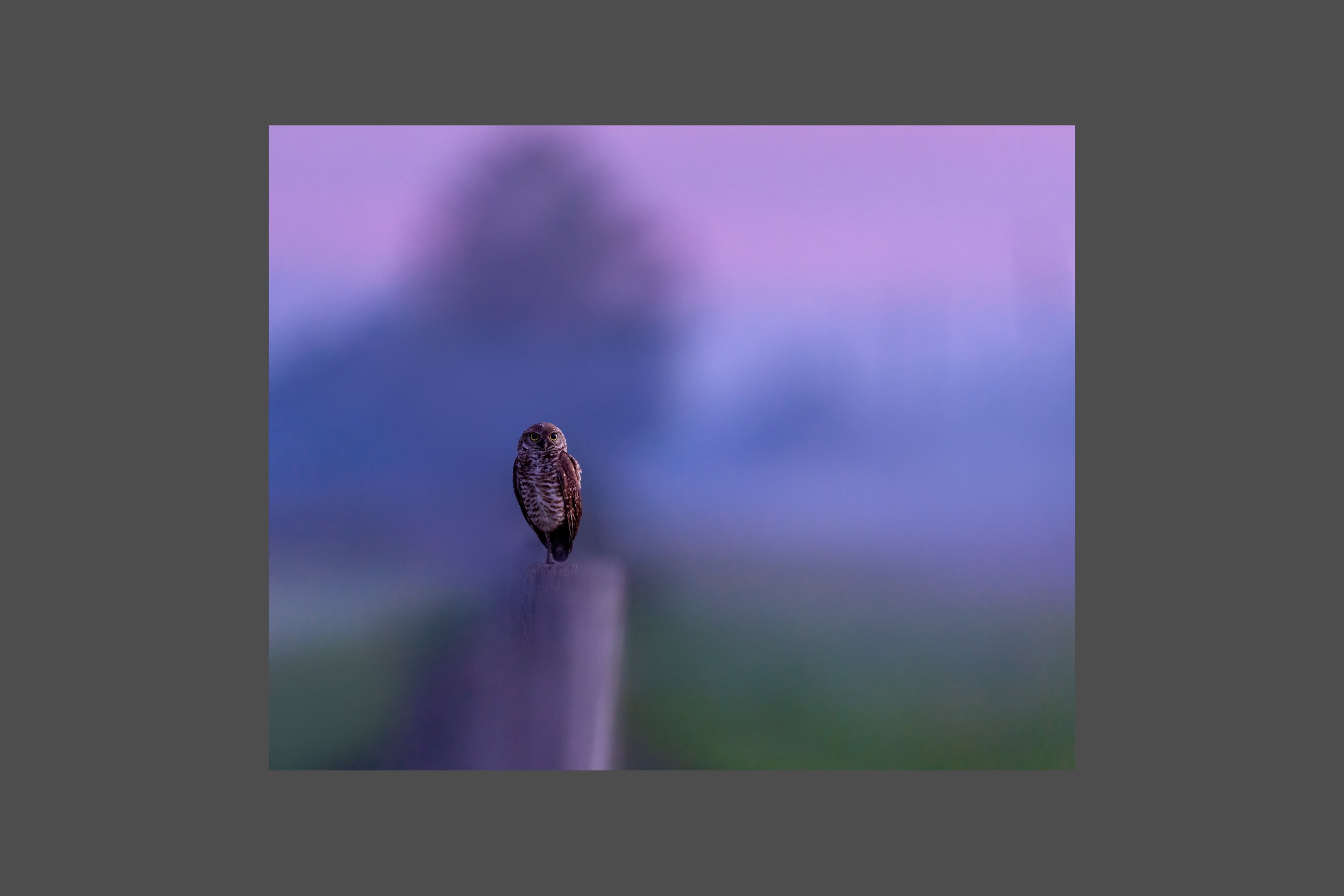 On the Fence