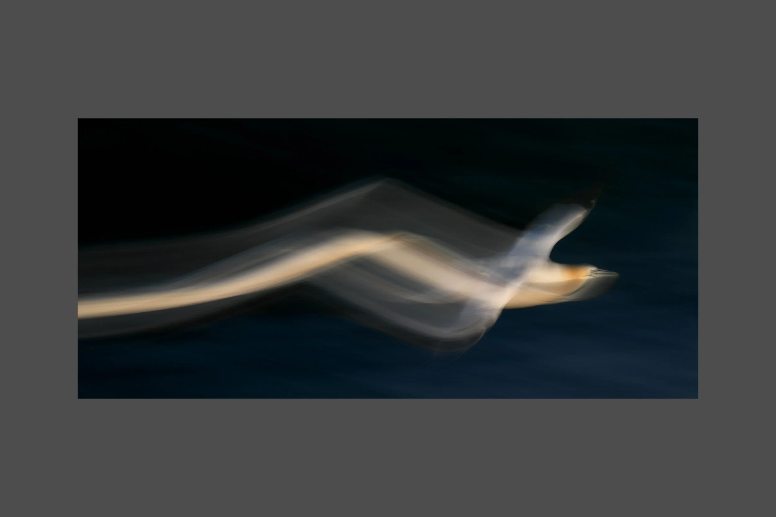 Northern Gannet Streaks