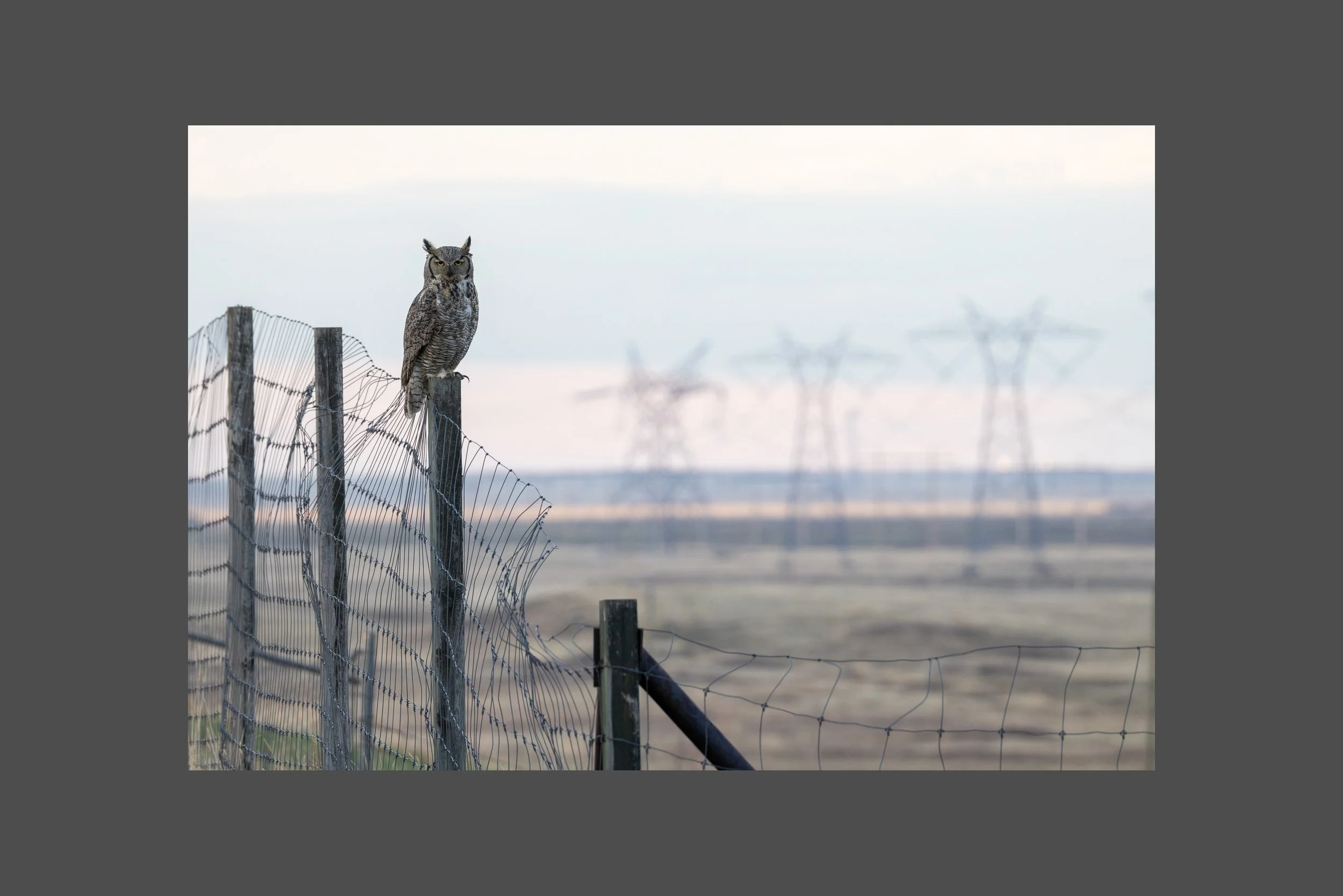 Great Horned Owl, Hanna, Alberta