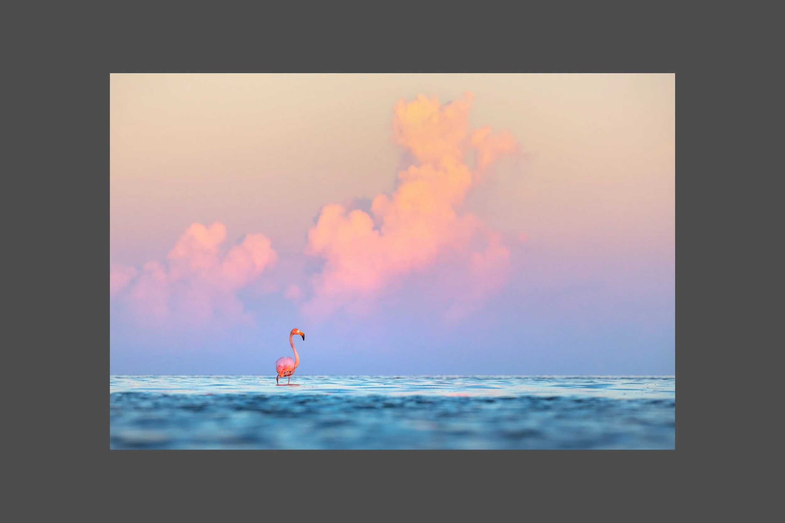 Flamingo Surprise