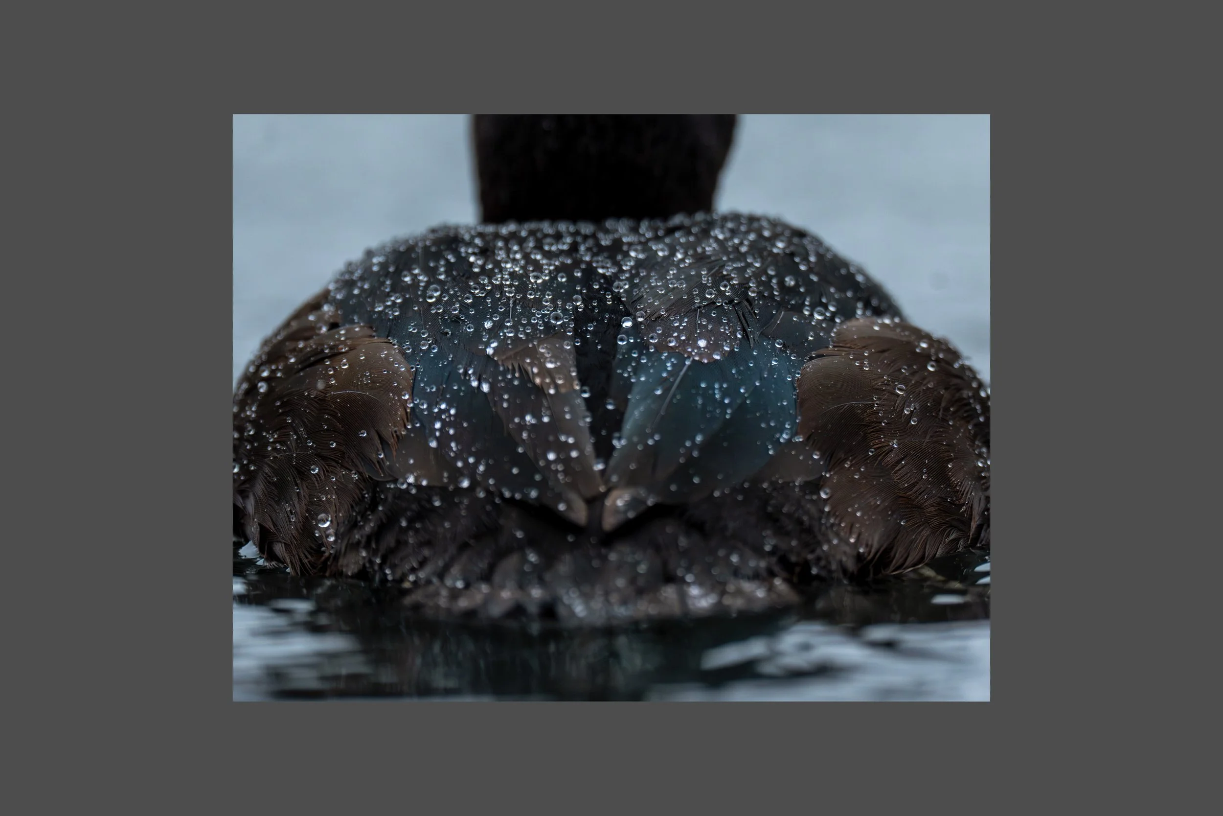 Water on a Ducks Back