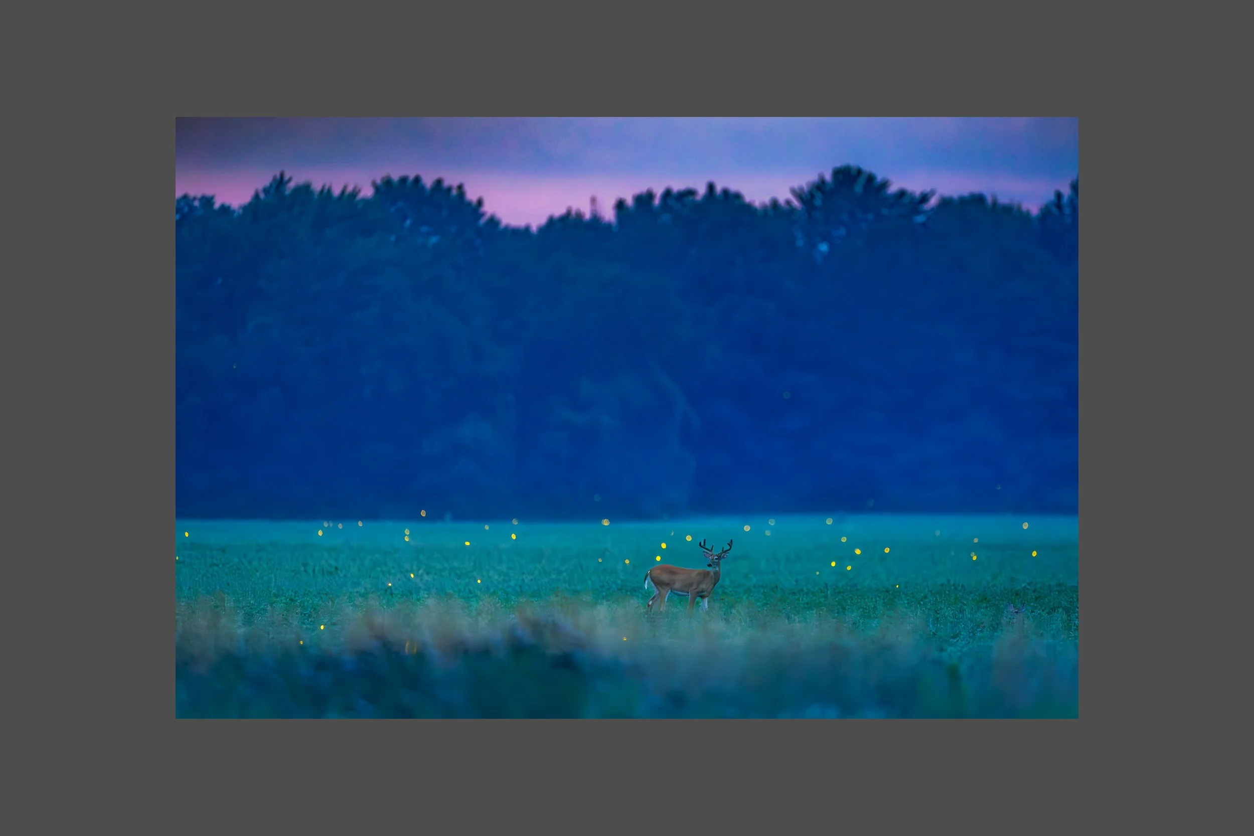 Buck among the Fireflys