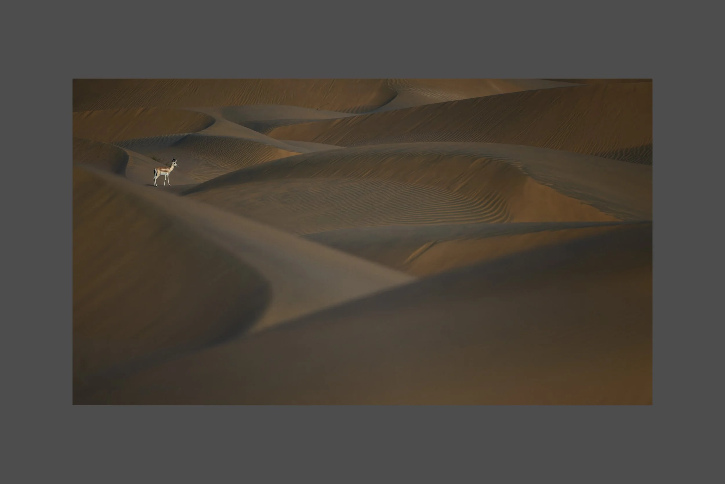 Desert Sentinel