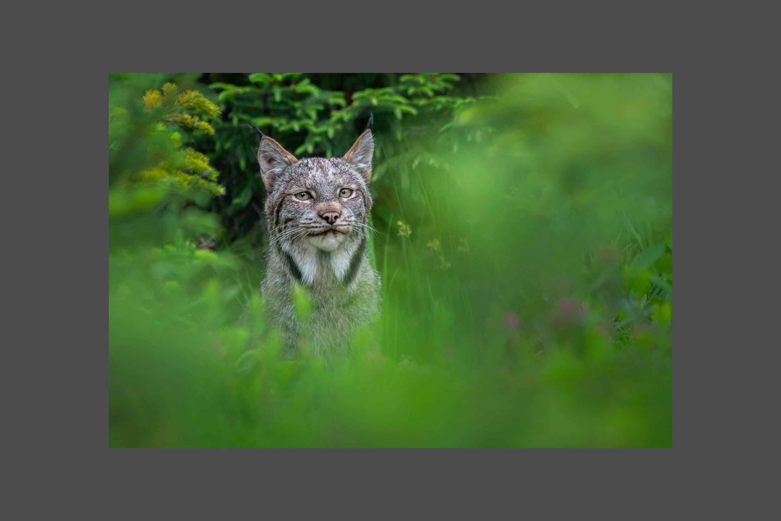 Canada Lynx