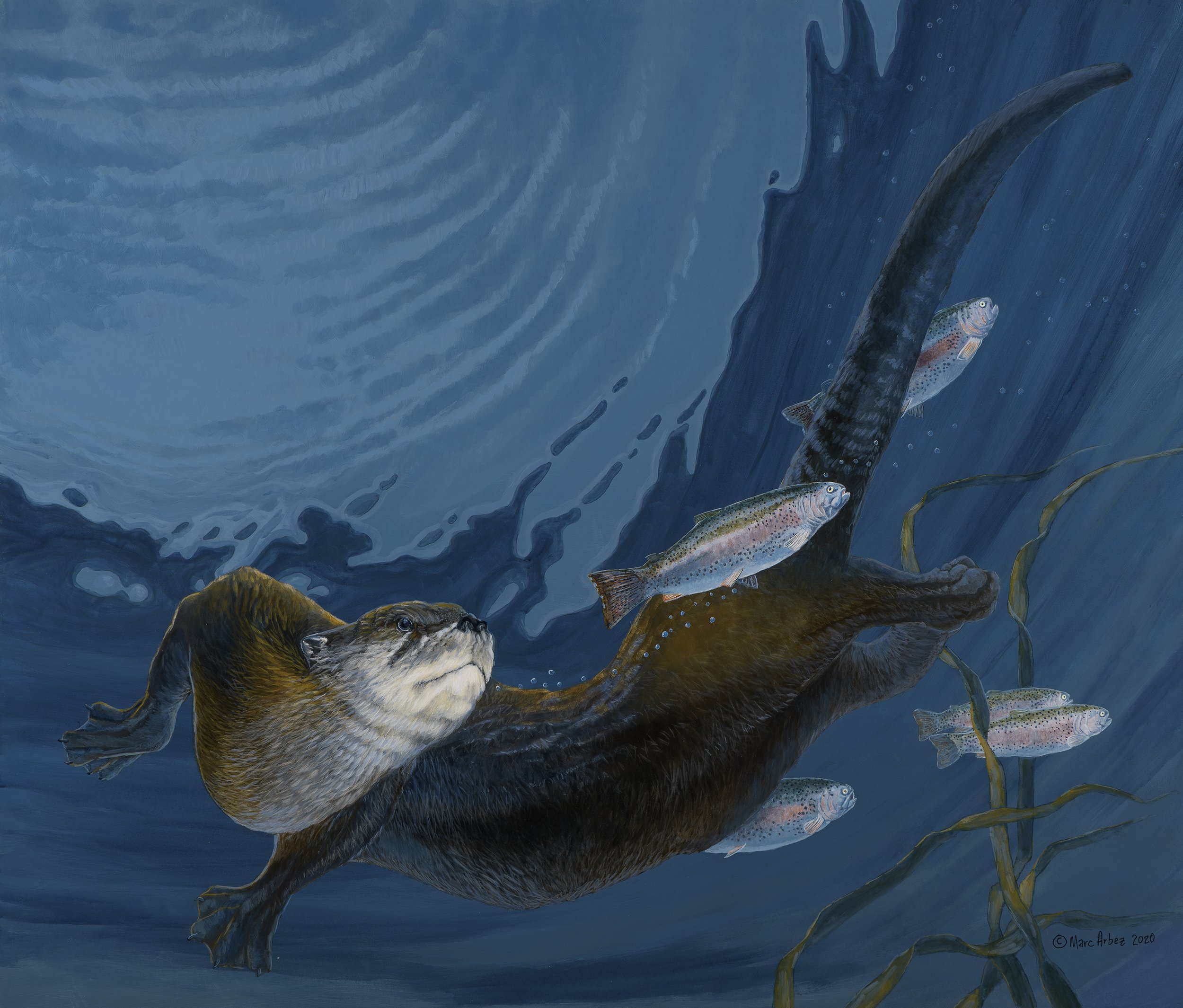 Painting of an otter under the water, chasing after rainbow trout. The background is the water's surface.