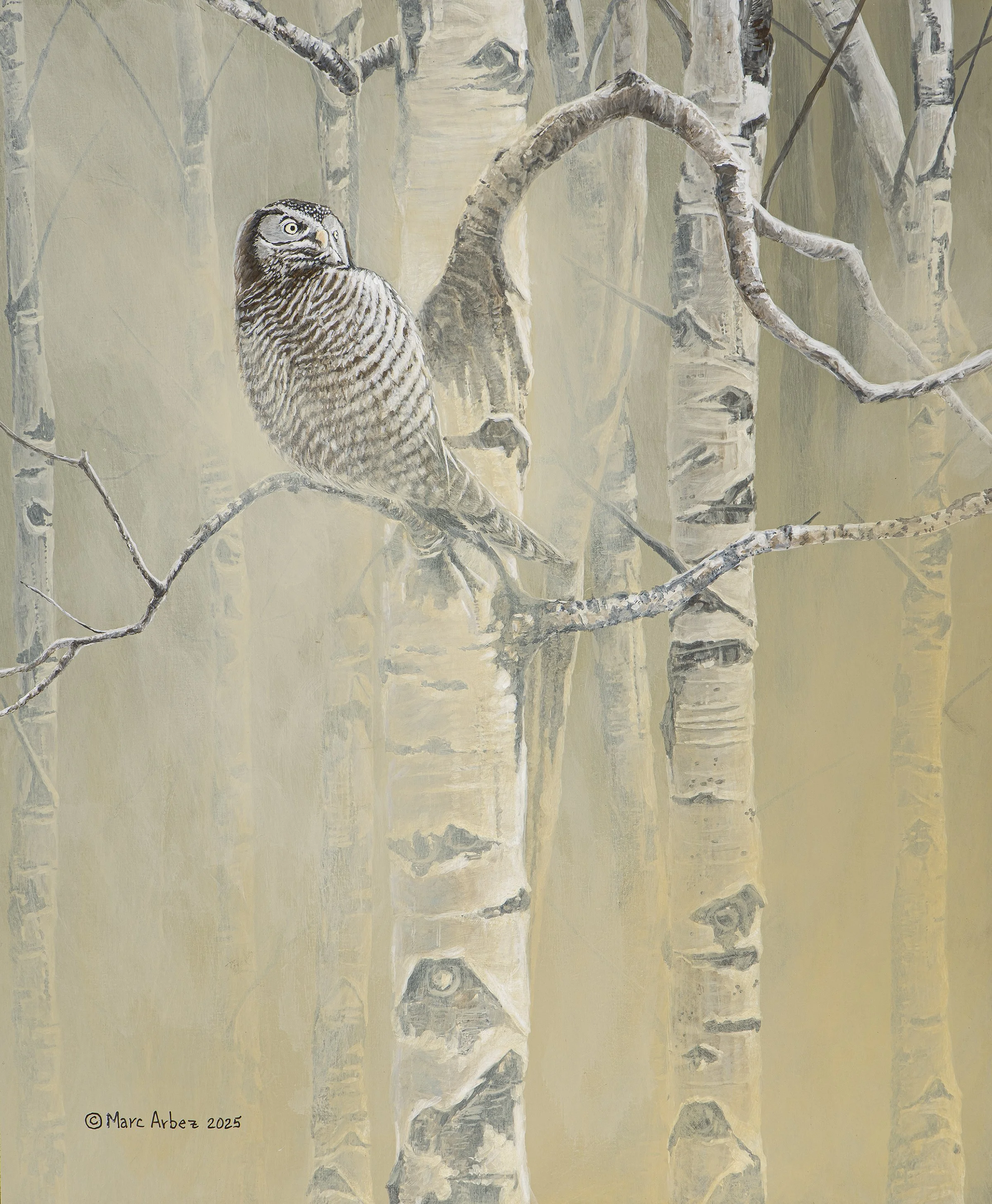 northern hawk-owl perched in aspen tree