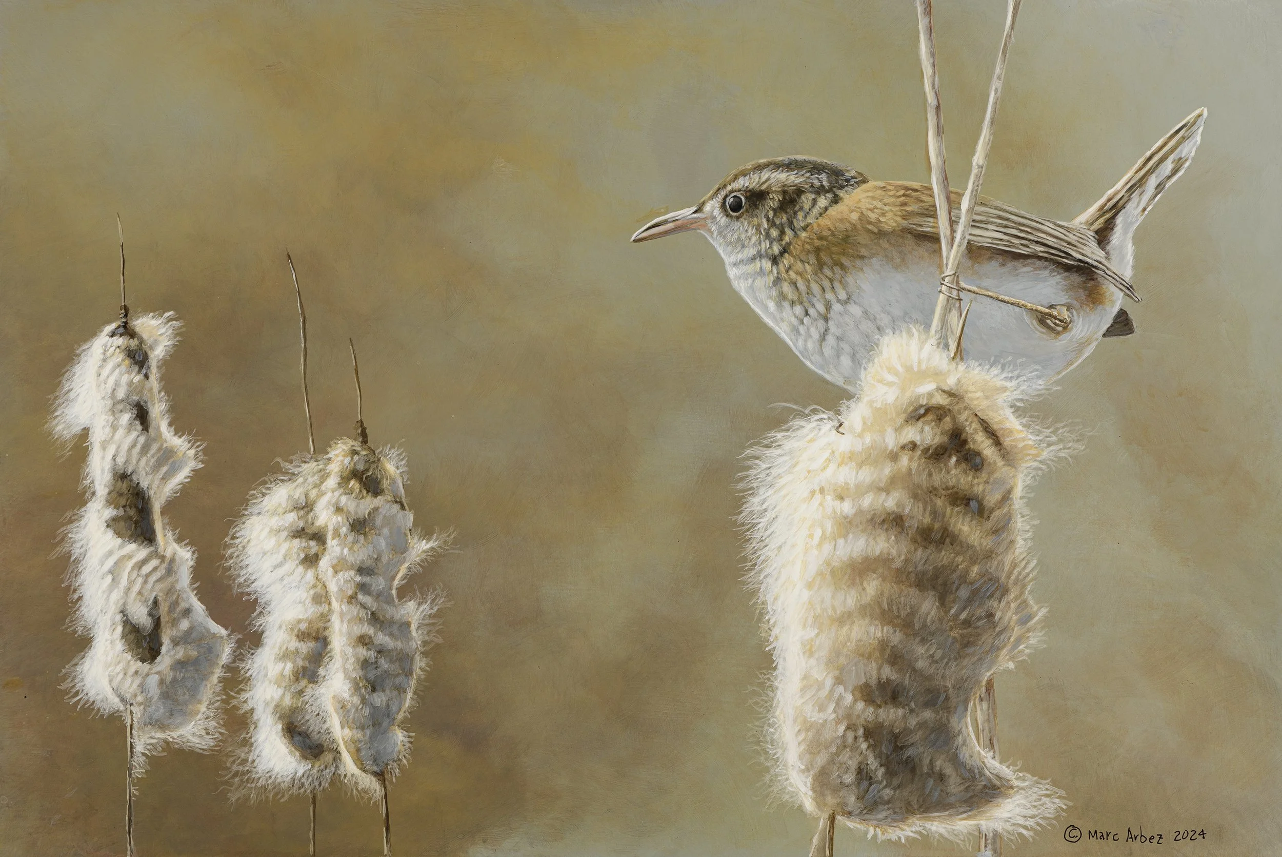 Painting of a marsh wren perched on top of a cattail.