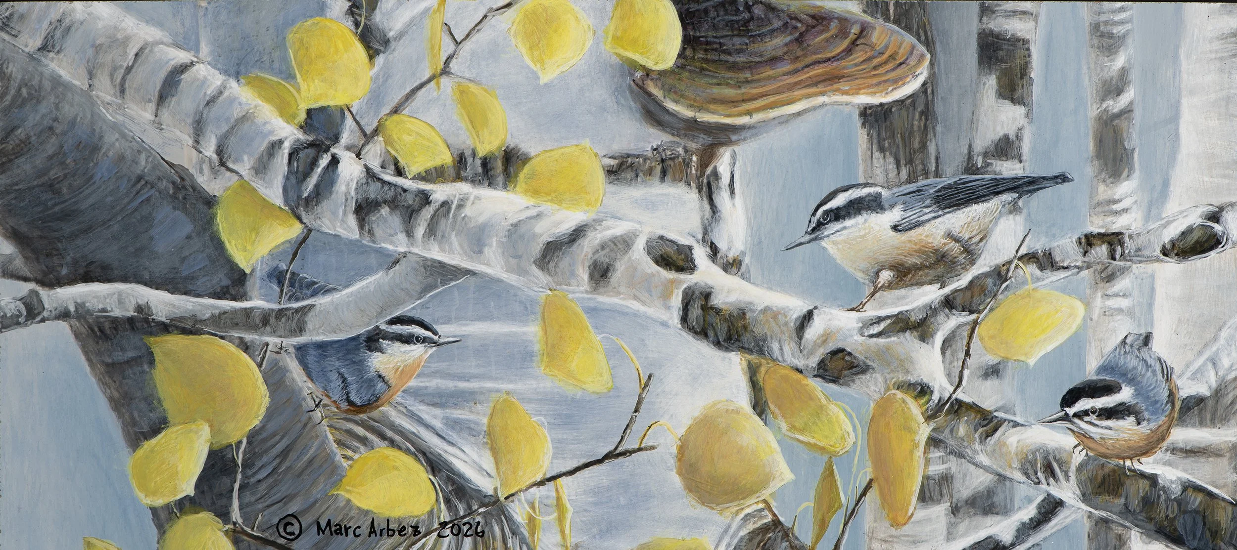 three red-breasted nuthaches flitting along branches