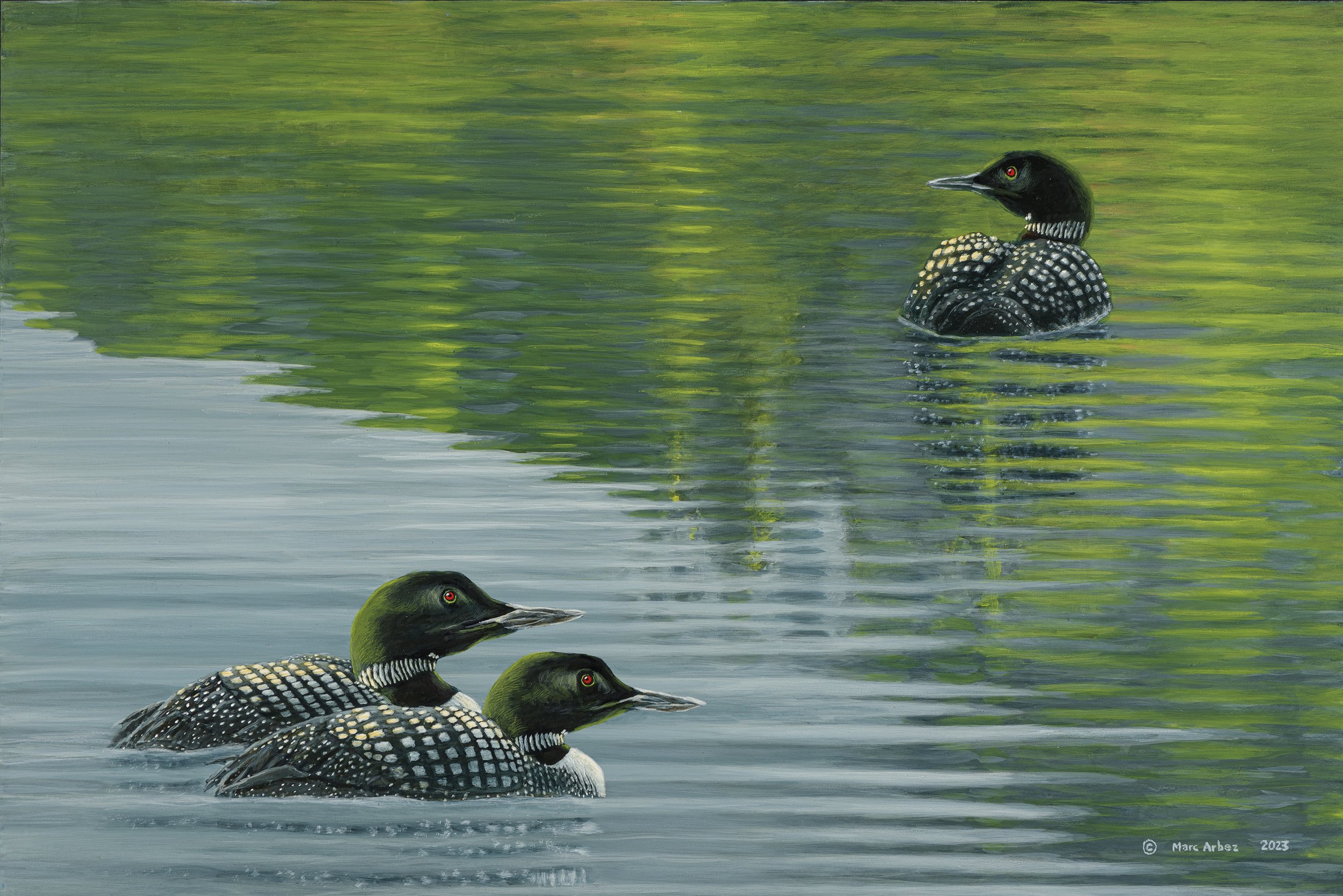 Painting of three Loons on the water surface. The ripples reflect and distort the image of the forest background. Two loons on the bottom left and one on the top right corner of the painting.