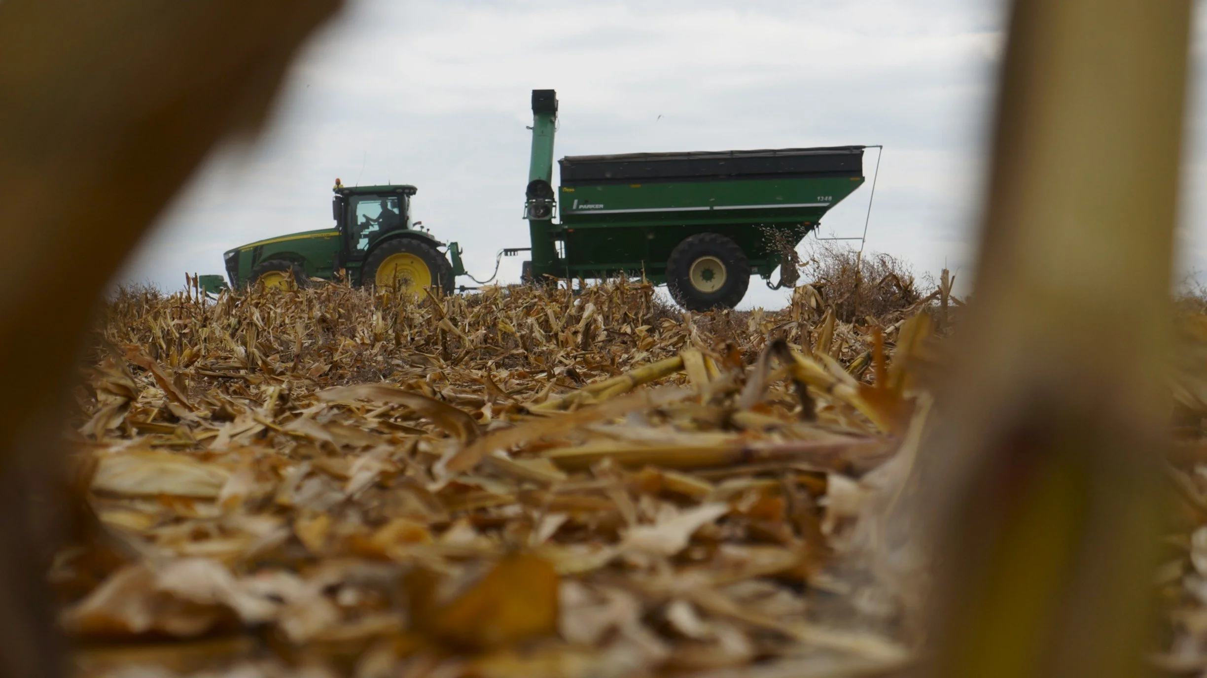 Shot thru the Corn.JPG