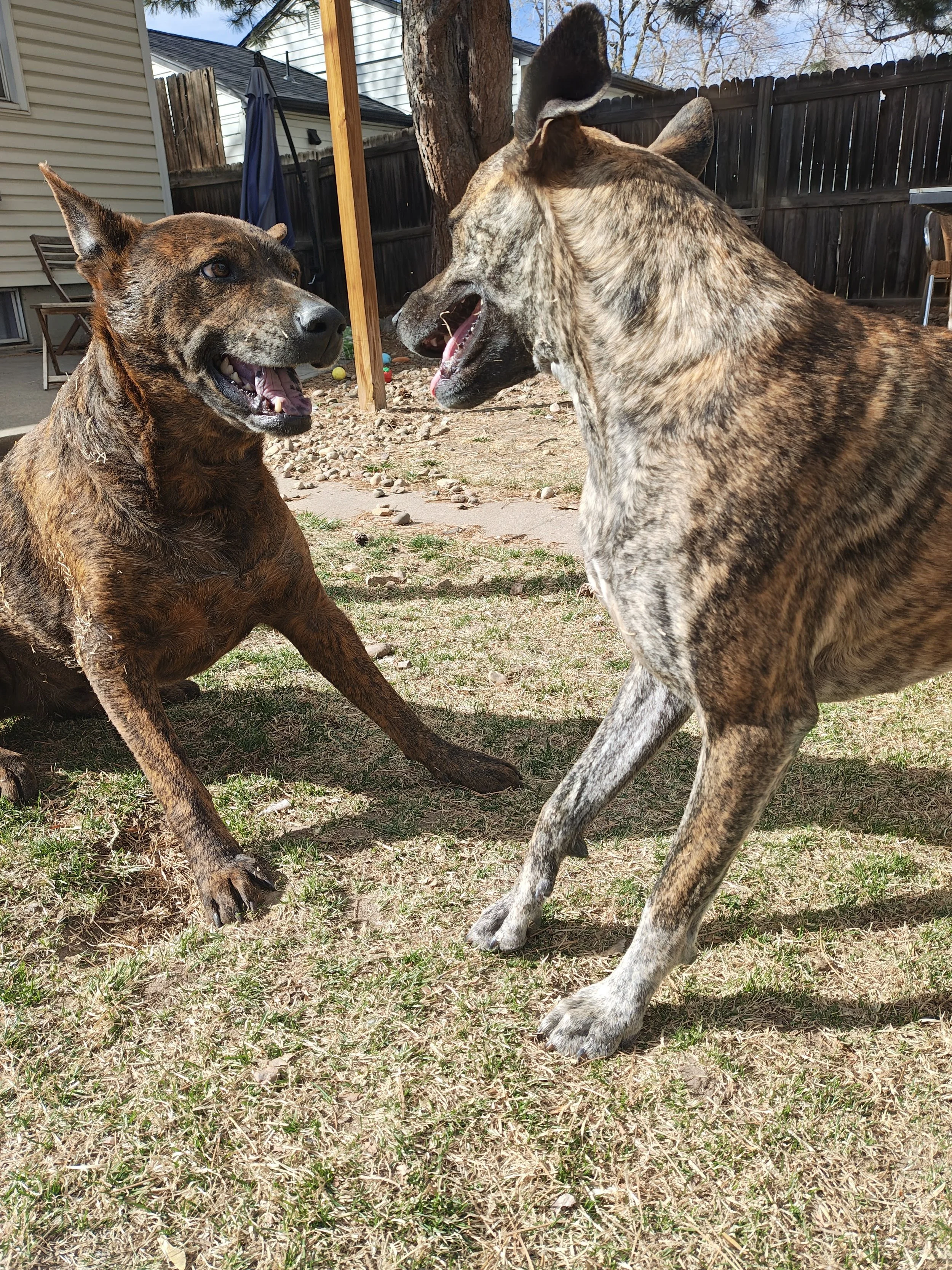 Image of two brindle colored dogs playing in the backyard