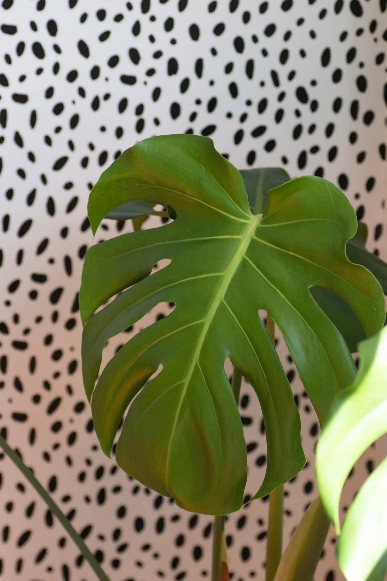 Close-up of a green Monstera leaf with a black and white patterned background.