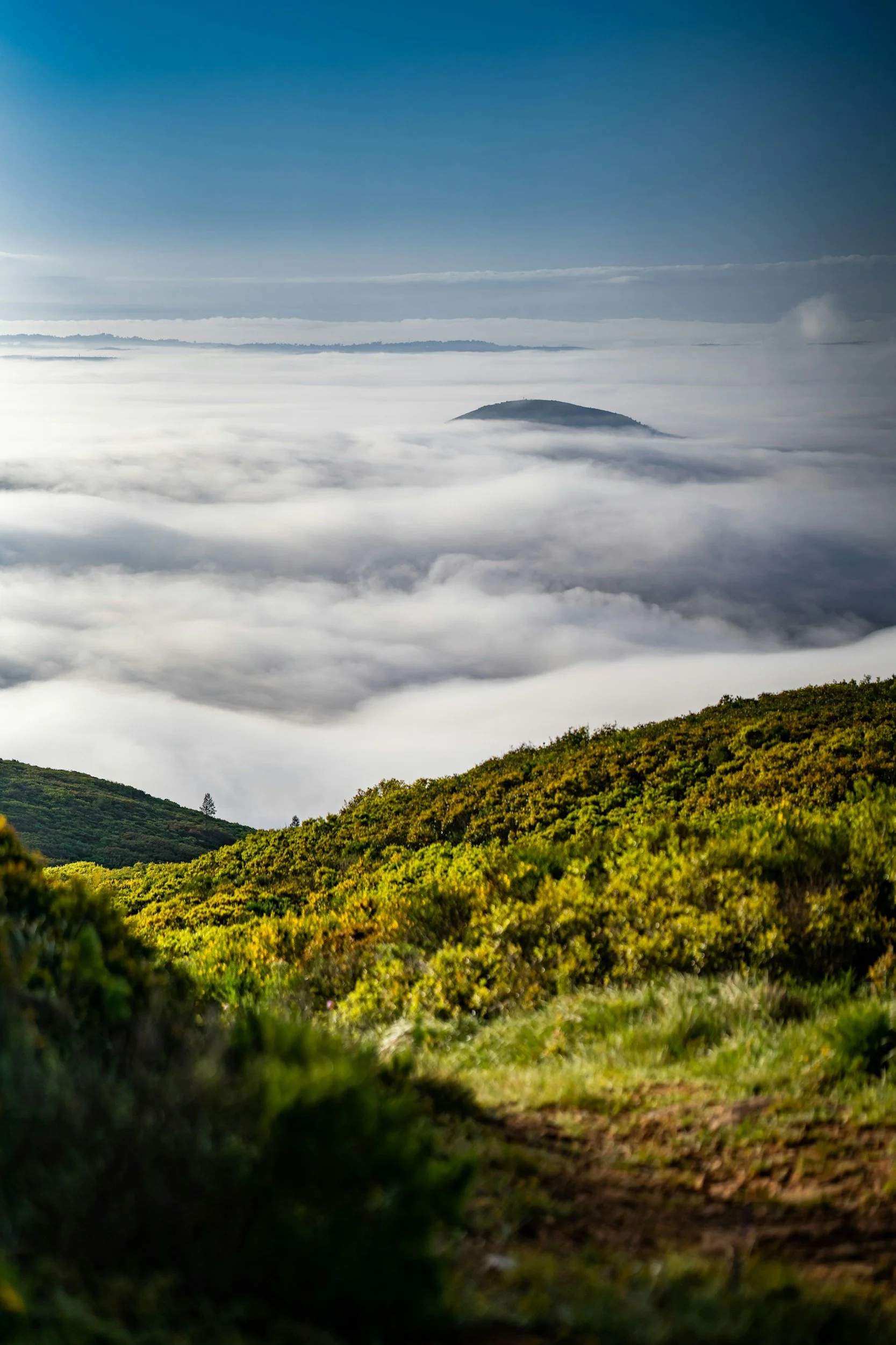 View of green hillside in the foreground with a small dirt trail, and a mountain peak in the distance surrounded by a sea of clouds under a blue sky.