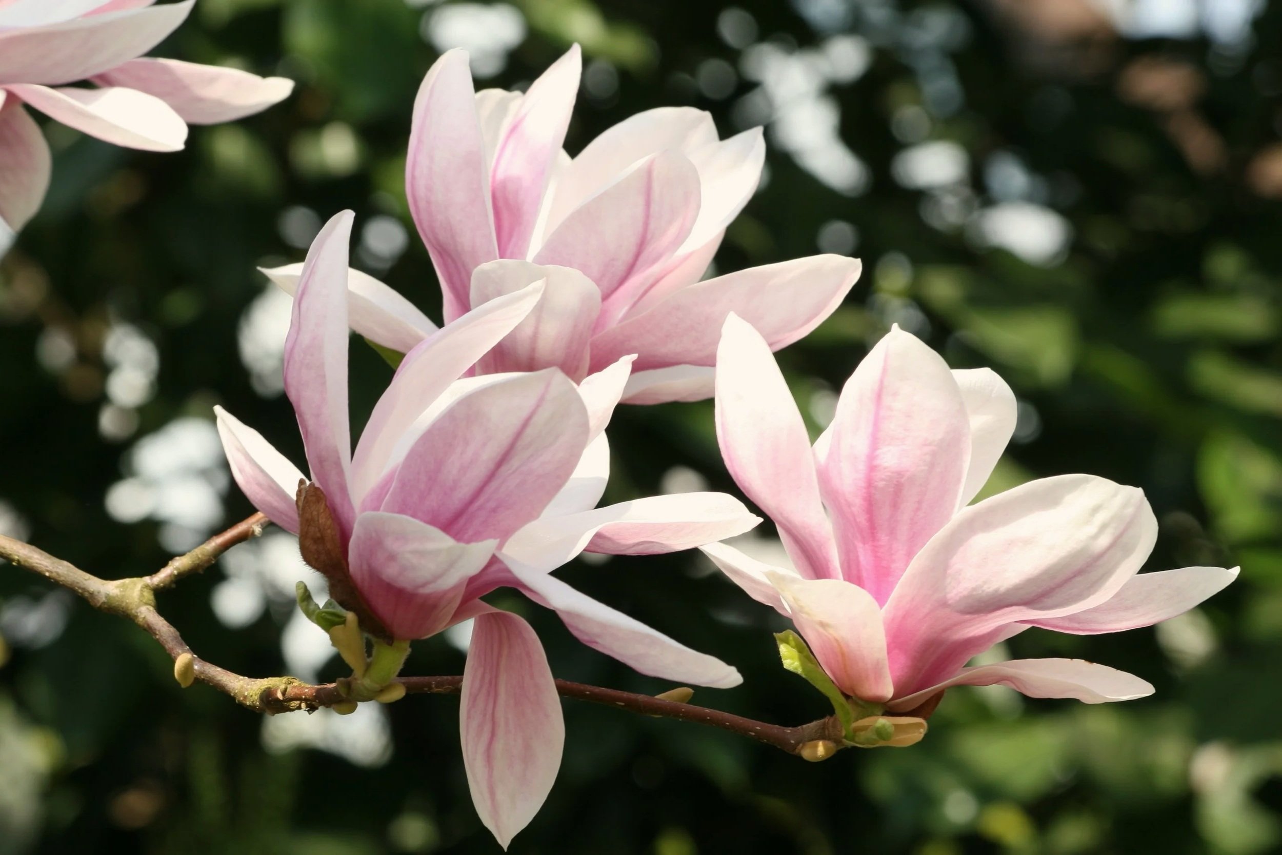 Close-up of pink and white magnolia flowers on a branch with blurred green and white background.