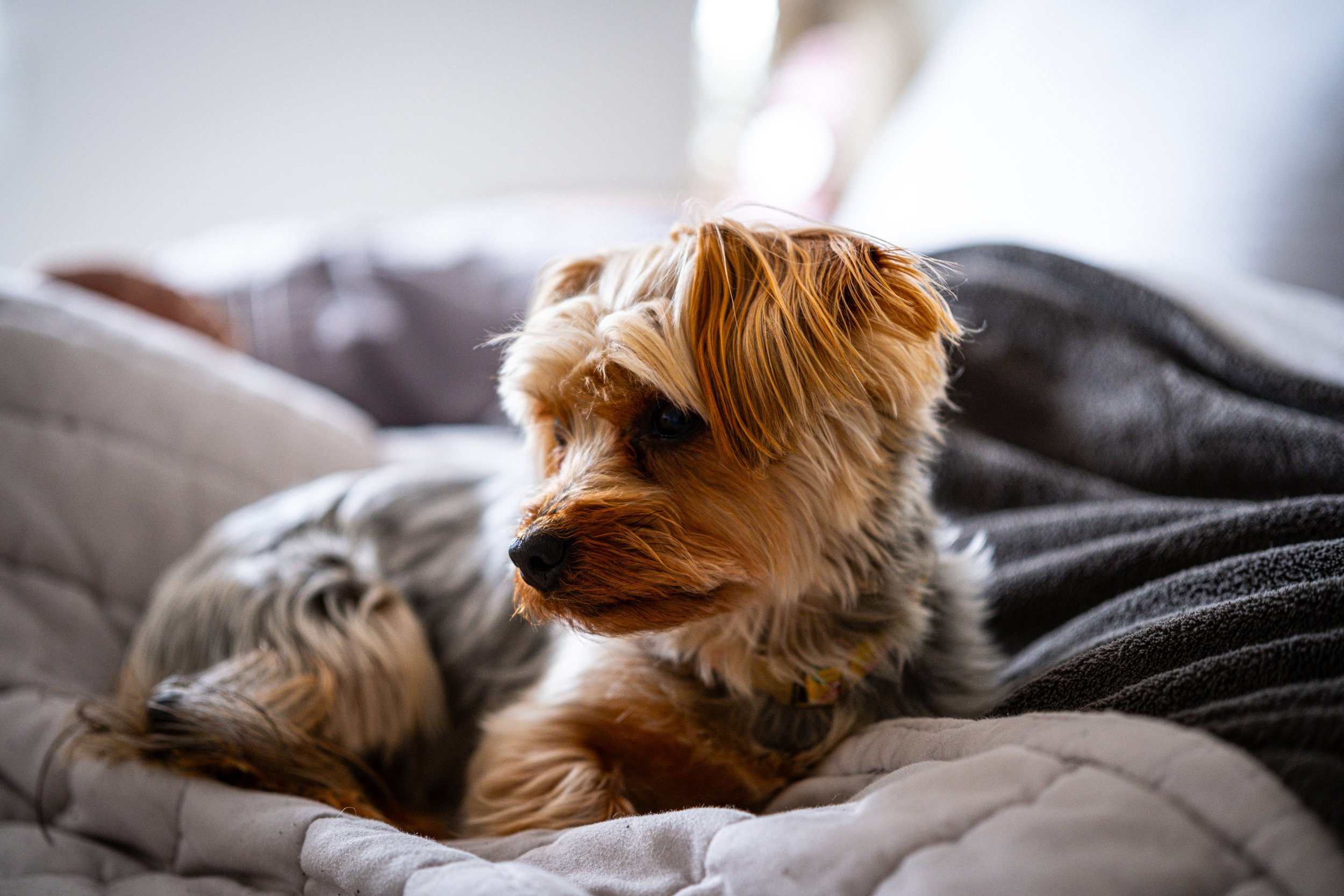 A small, tan and white dog with long, wavy fur resting on a bed with gray and white bedding.