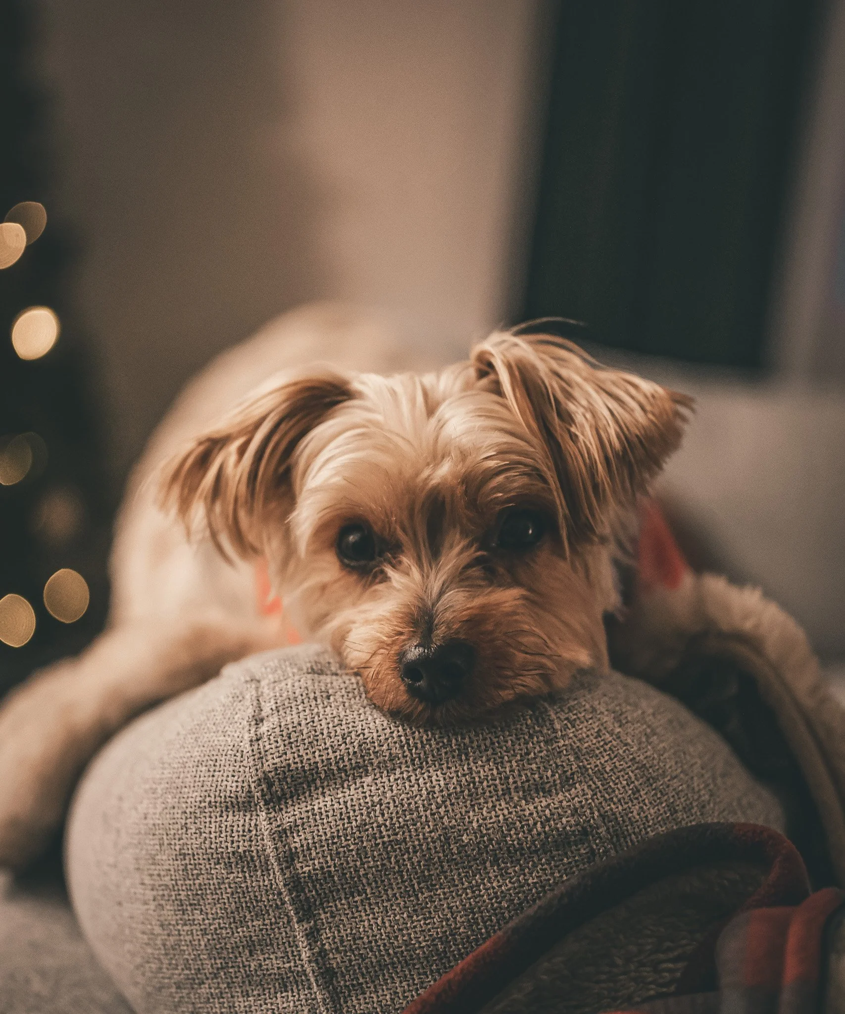 A small dog, possibly a Yorkshire Terrier, lying on a person’s lap indoors with Christmas lights in the background.