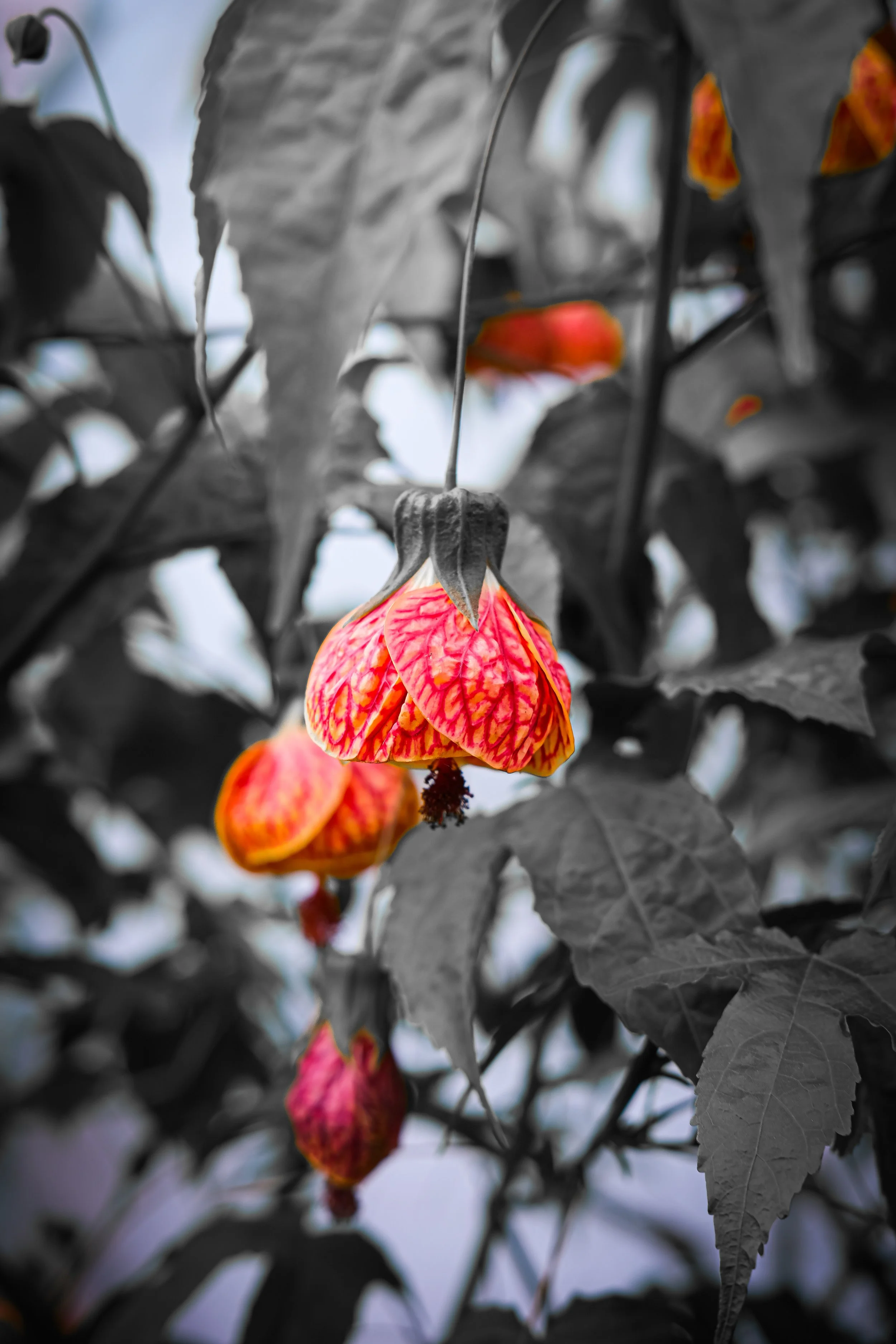 Colorful, patterned flowers hanging from a plant amid black-and-white leaves.